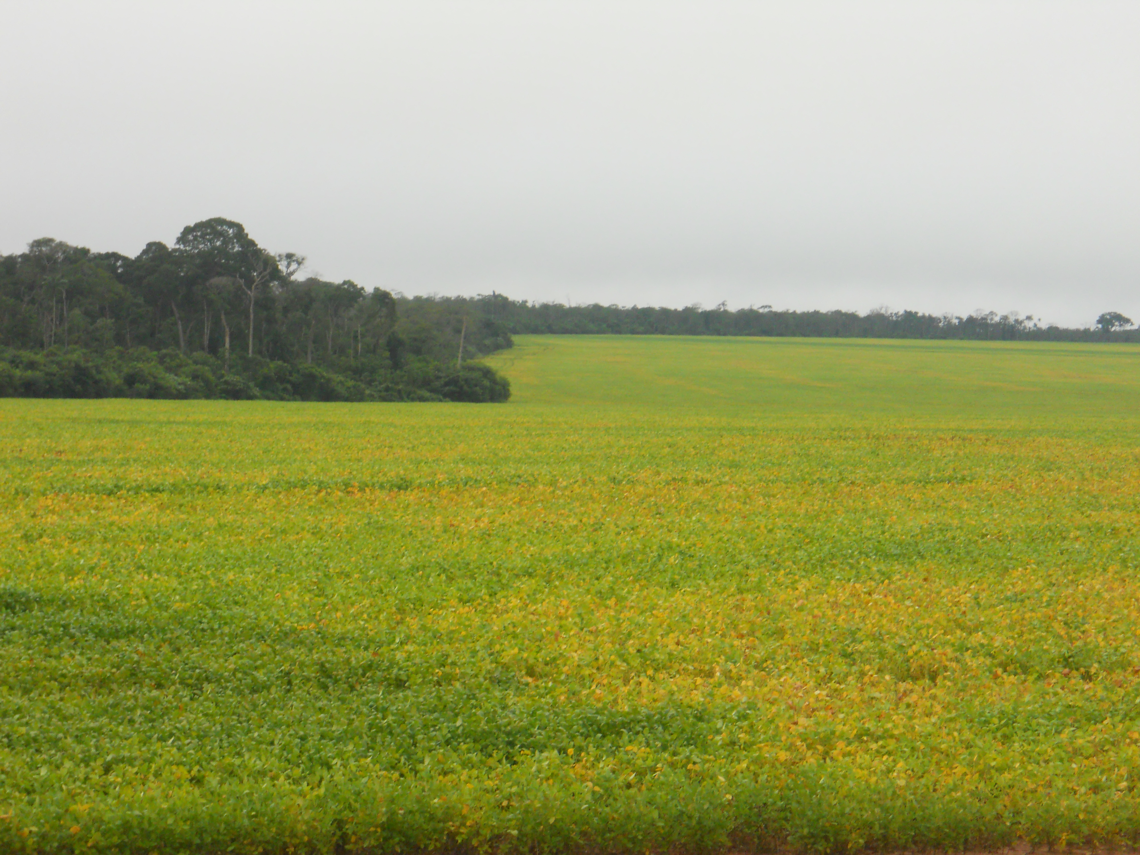 Soybean production near Sapezal in western Mato Grosso, Brazil