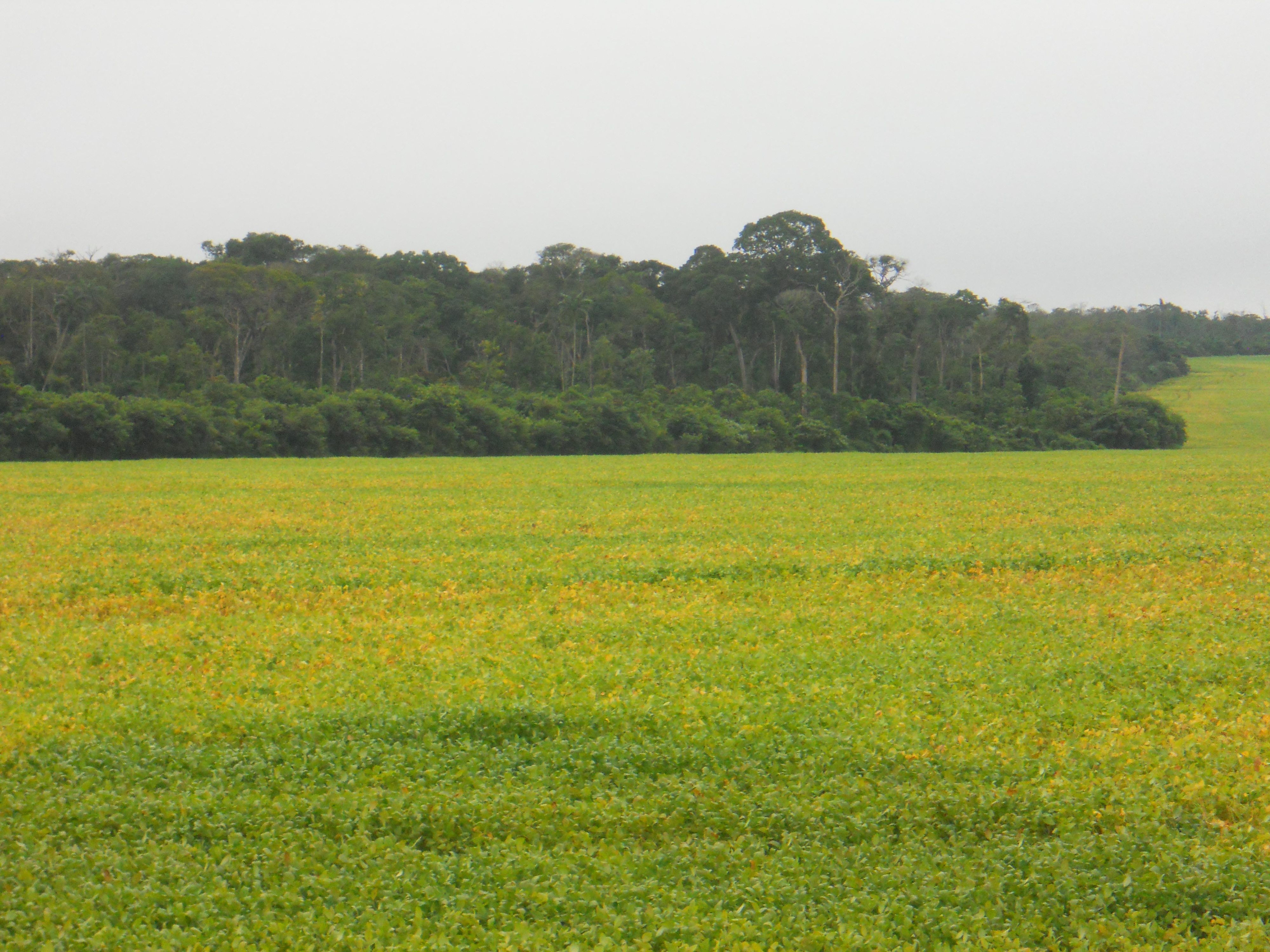 Soybean production near Sapezal in western Mato Grosso, Brazil