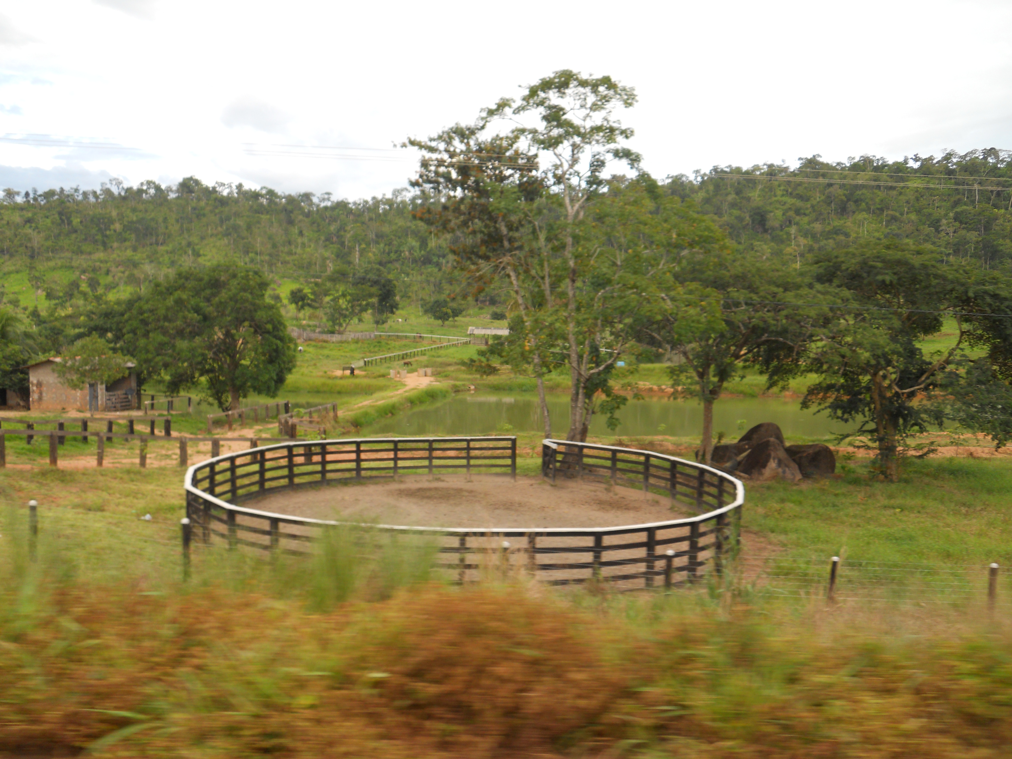 Cattle ranching in central Rondonia, Brazil