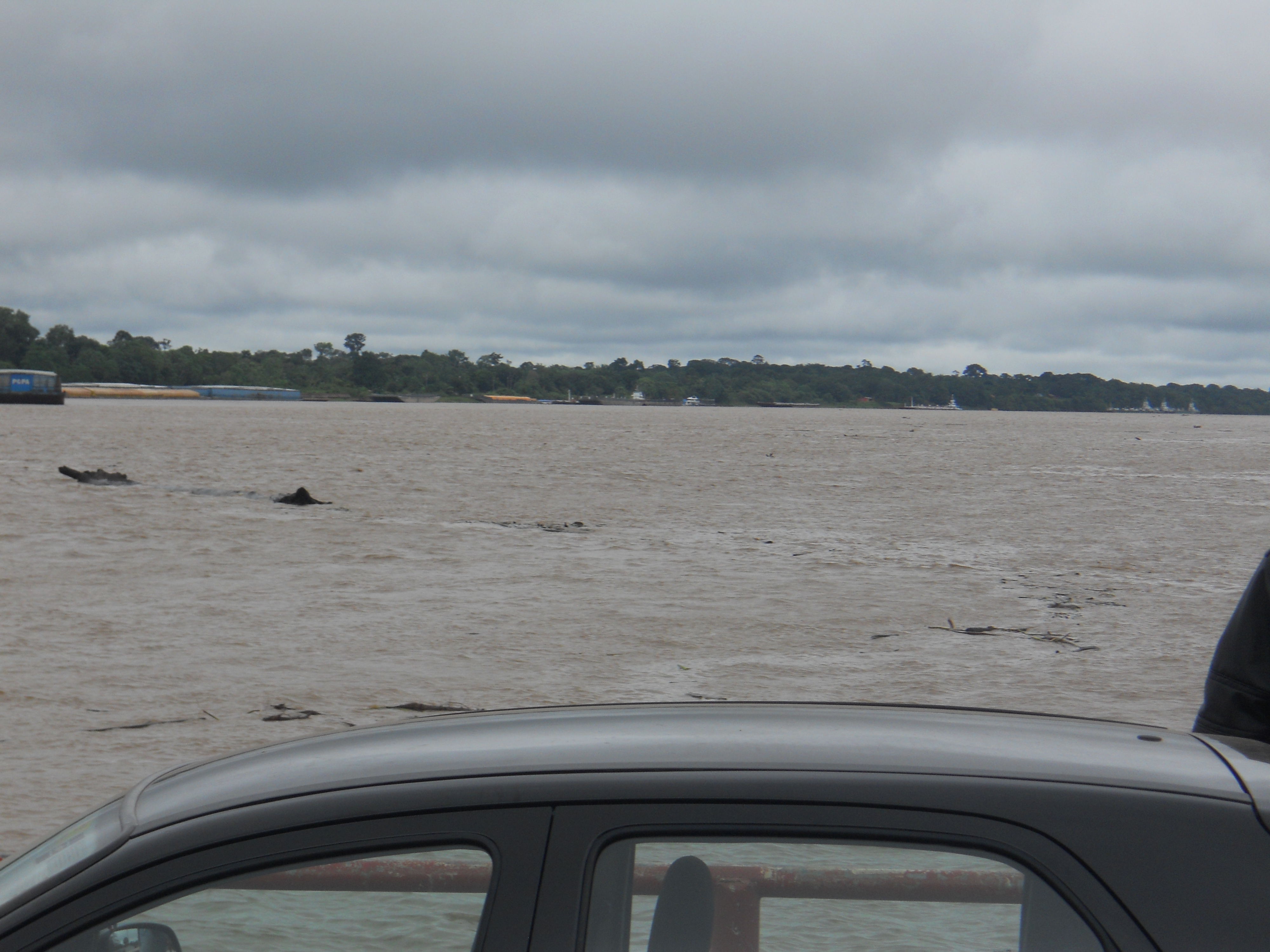 Floating logs in the Madeira River at Porto Velho, Rondonia, Brazil