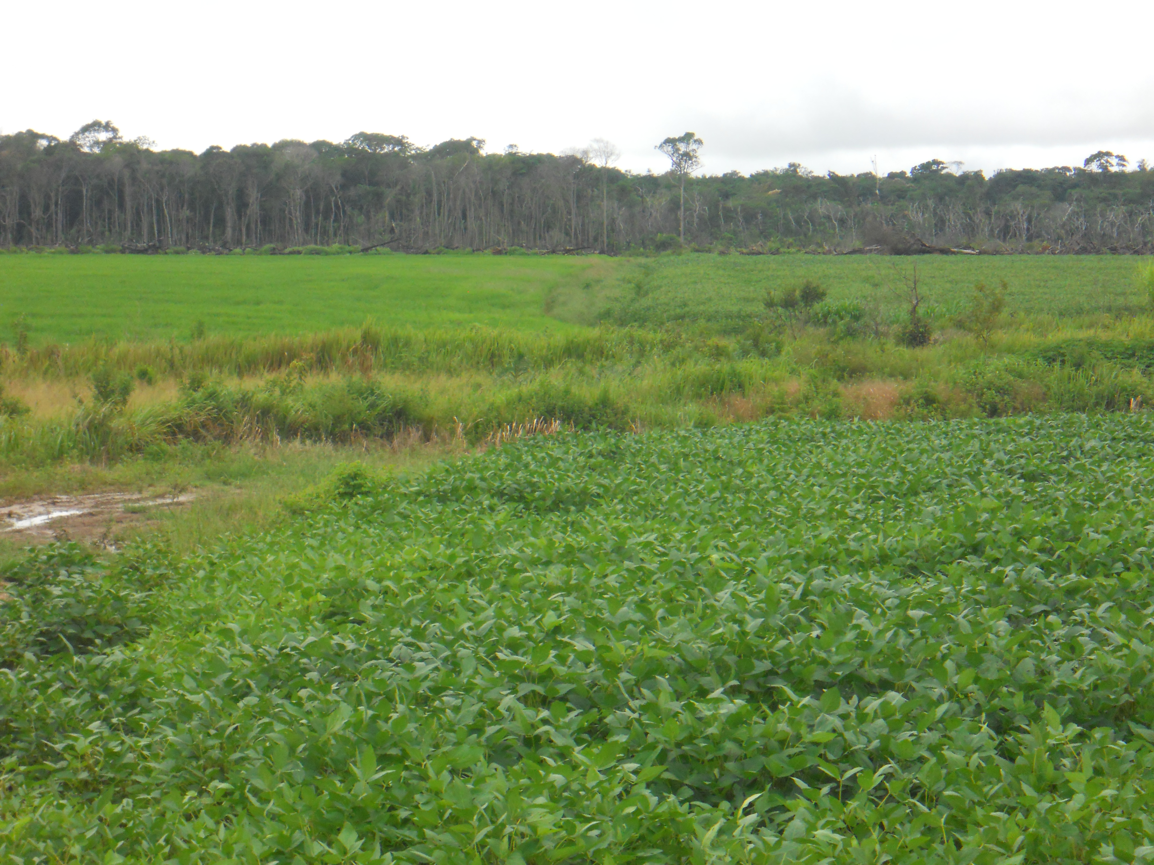 Rice and soybean production in the state of Amazonas in northern Brazil