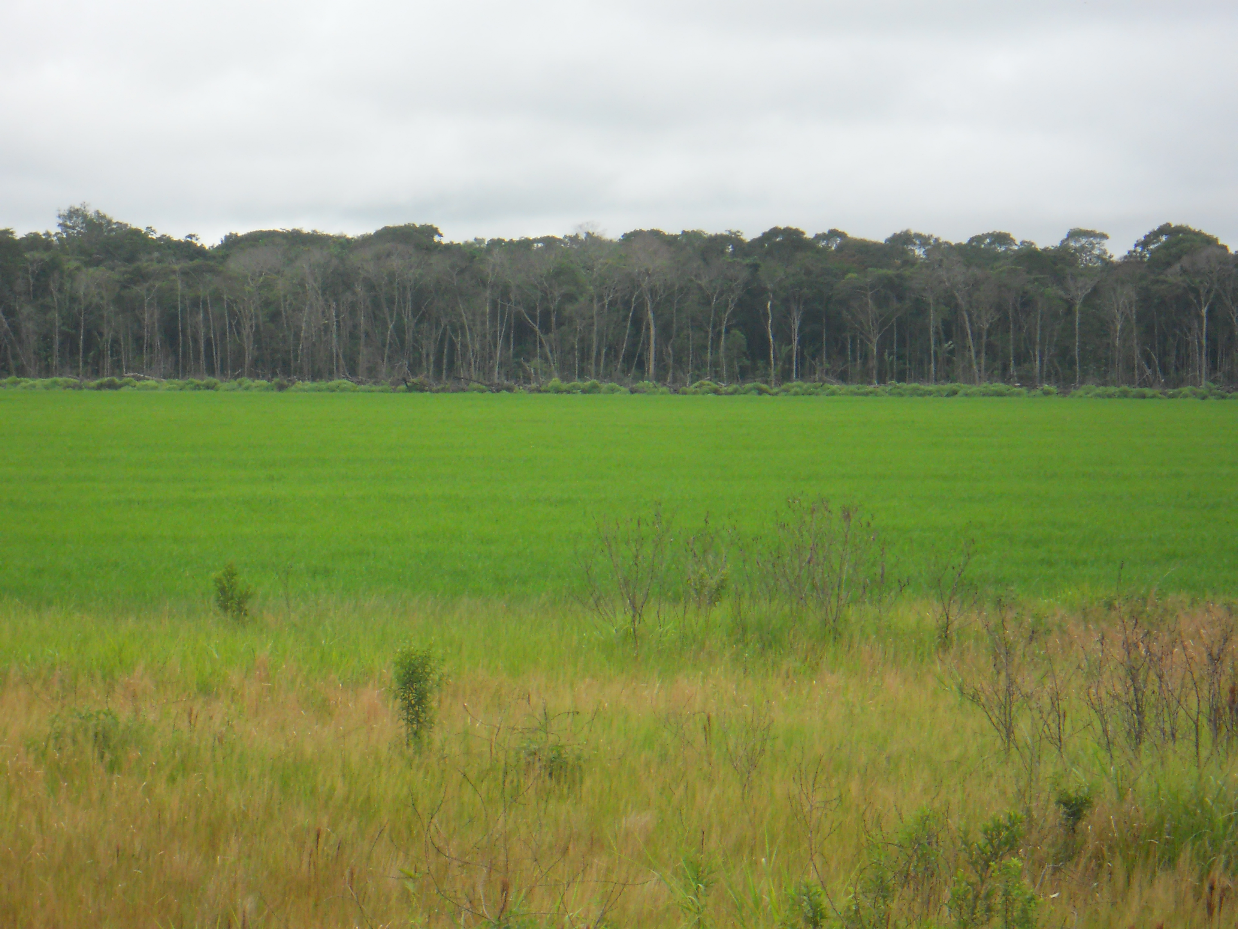 Rice production in the state of Amazonas in northern Brazil