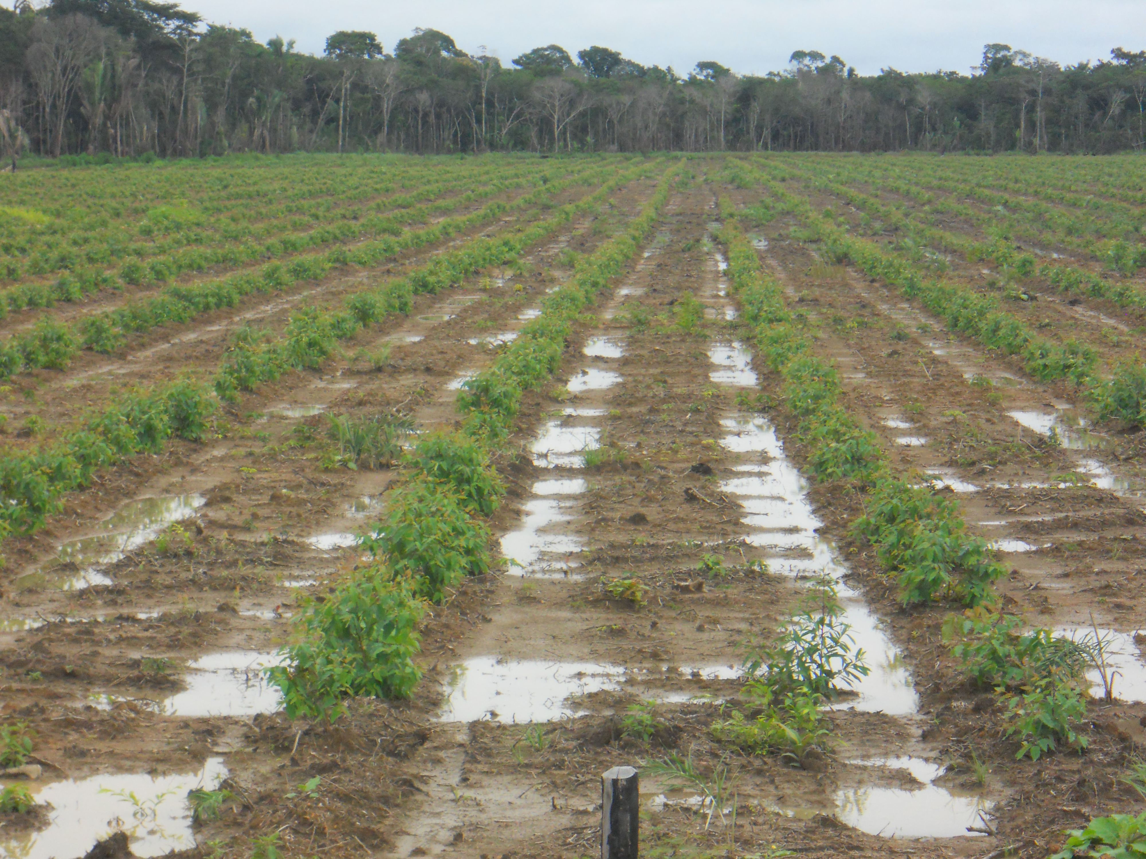 Reforestation with eucalyptus in the state of Amazonas in northern Brazil