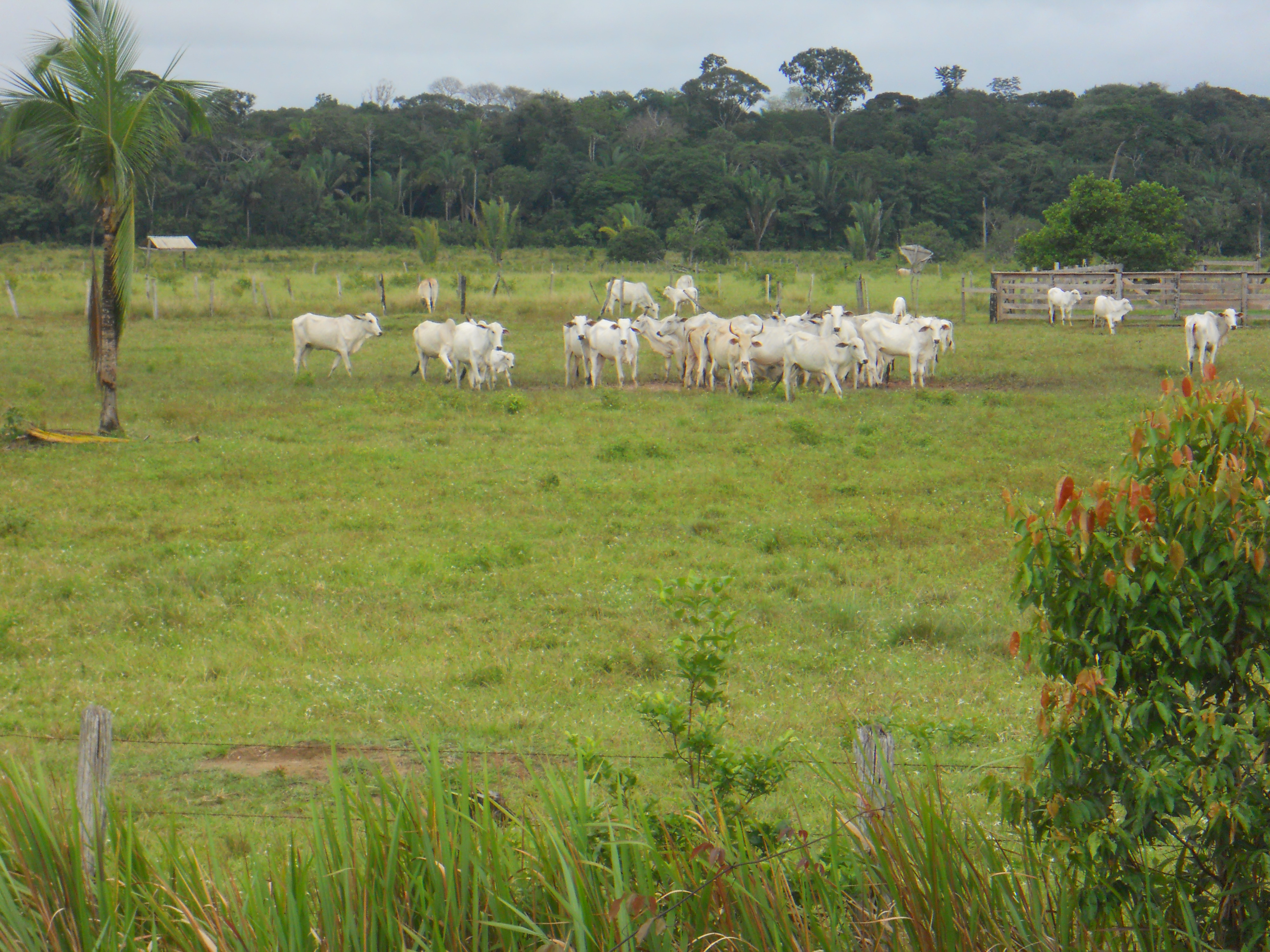 Cattle ranching in the state of Amazonas in northern Brazil