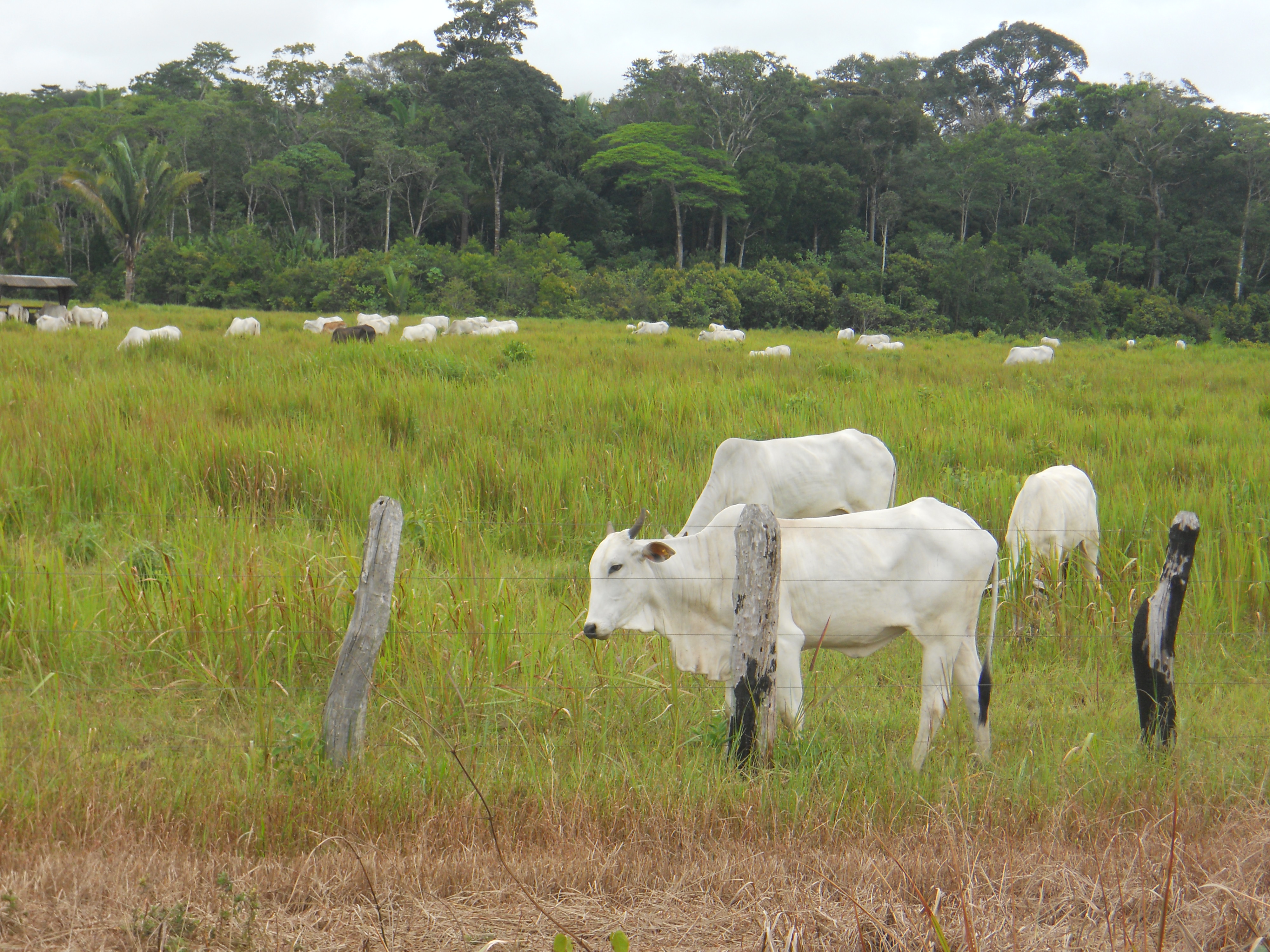 Cattle ranching in the state of Amazonas in northern Brazil