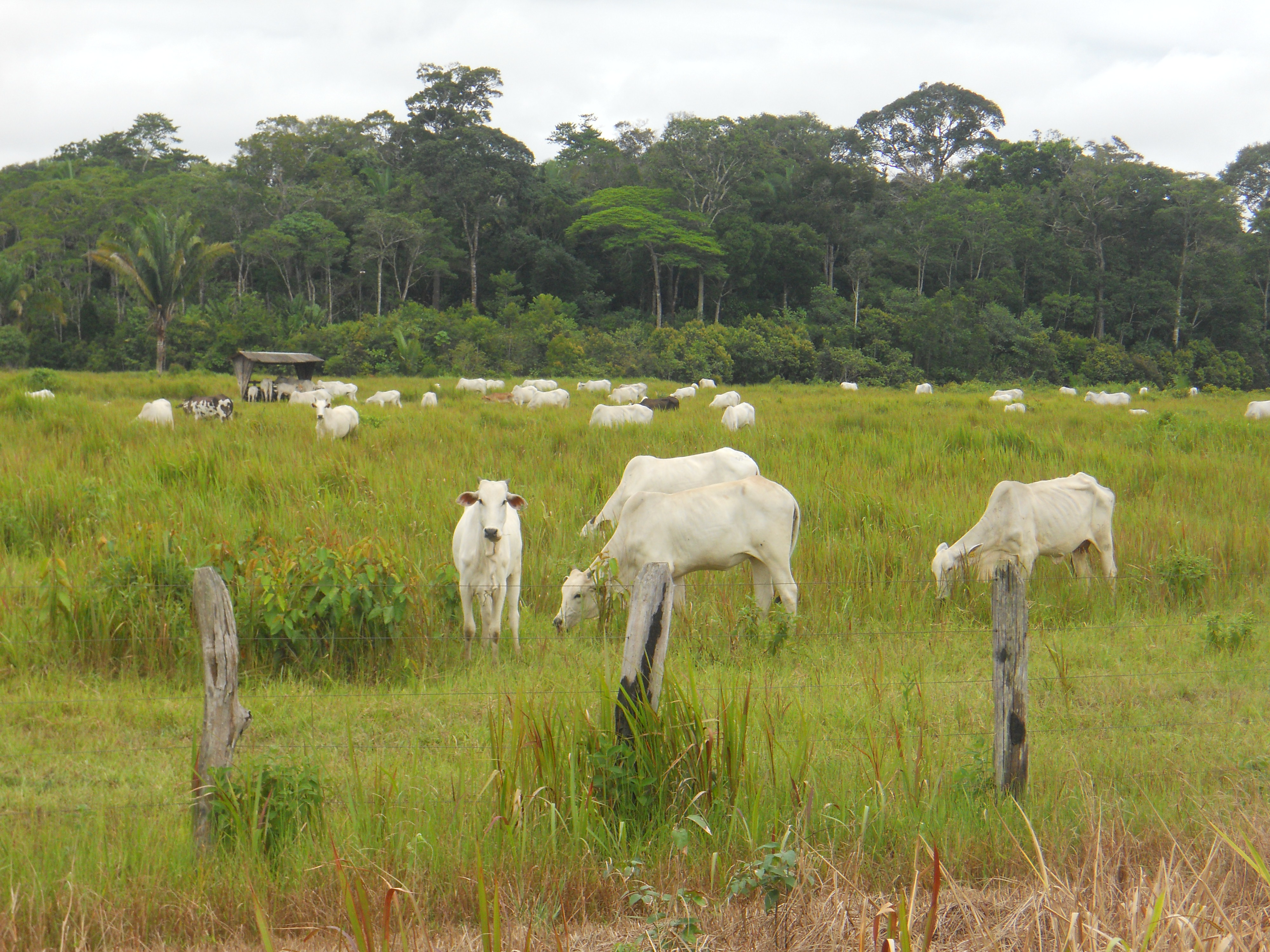 Cattle ranching in the state of Amazonas in northern Brazil