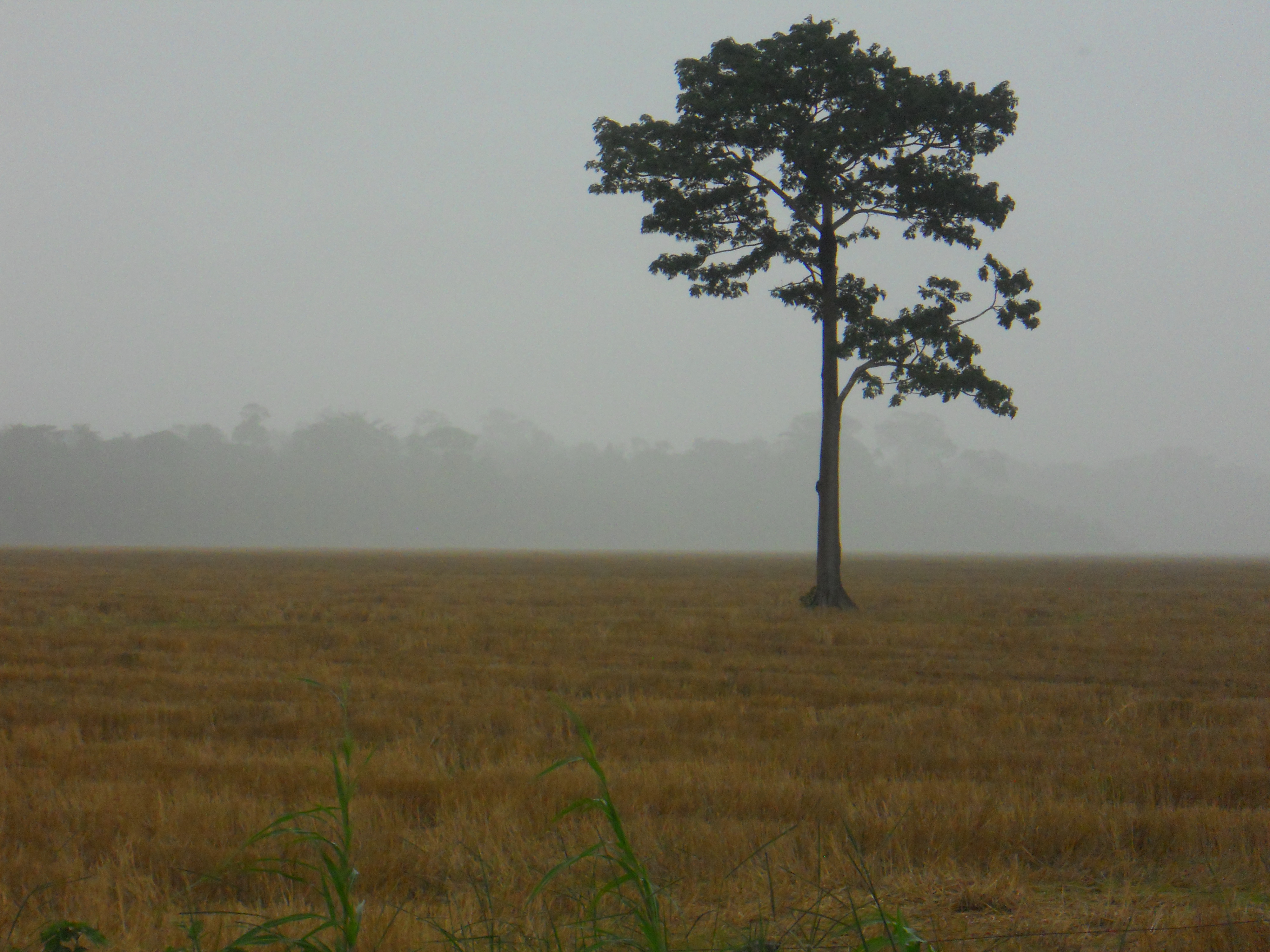 Harvested rice field in northern Rondonia, Brazil
