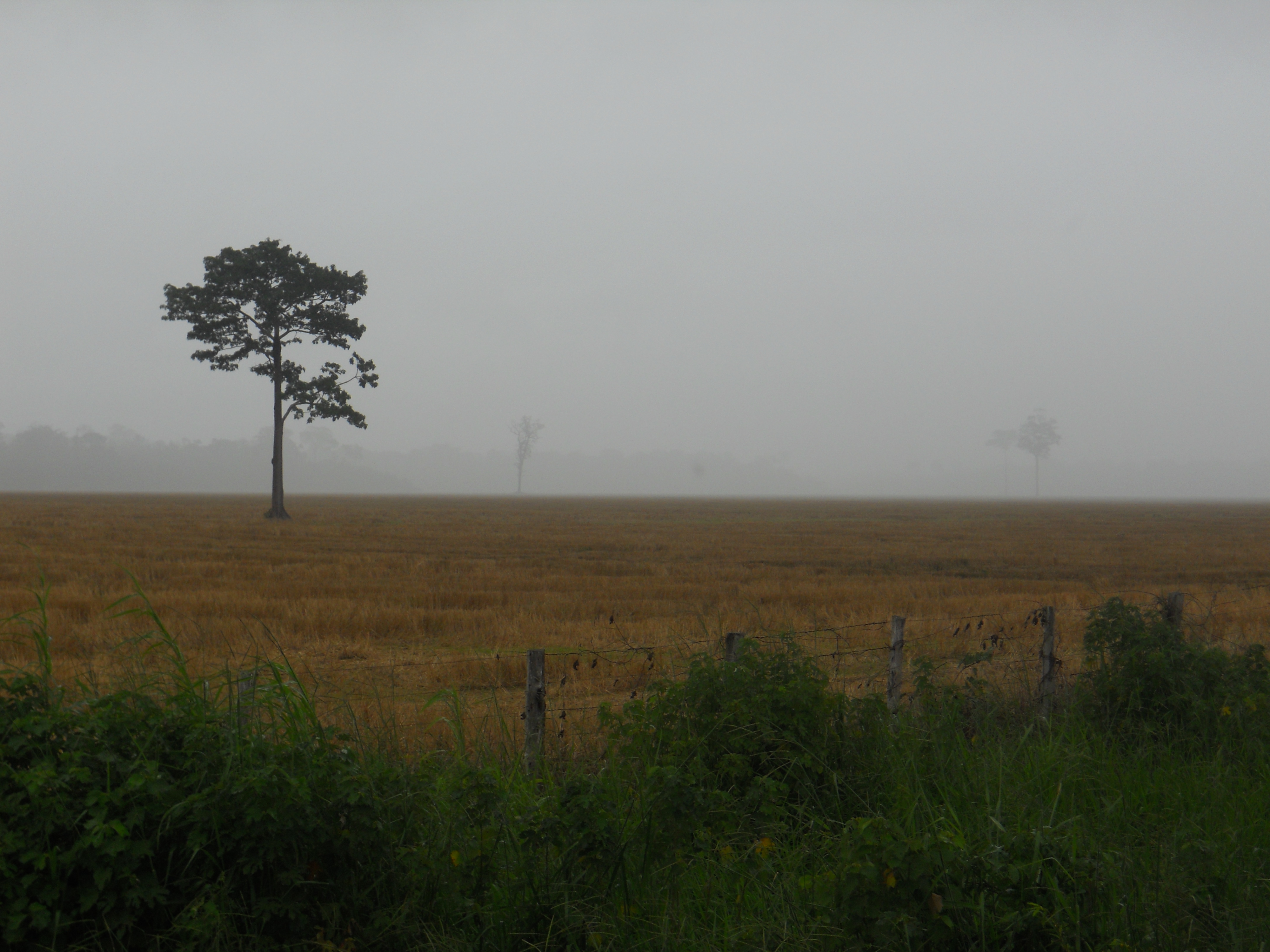Harvested rice field in northern Rondonia, Brazil