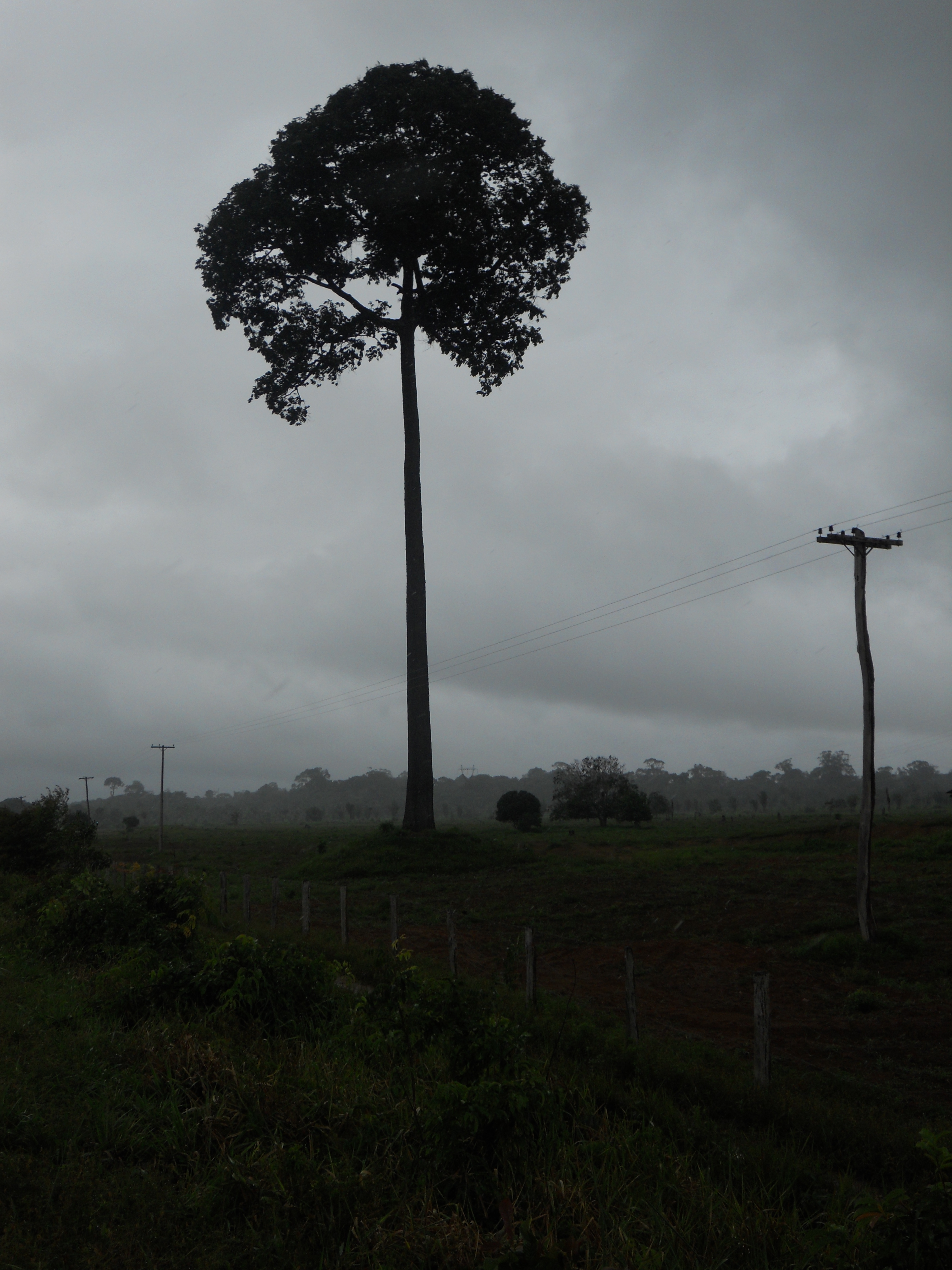 Brazil Nut tree in northern Rondonia, Brazil