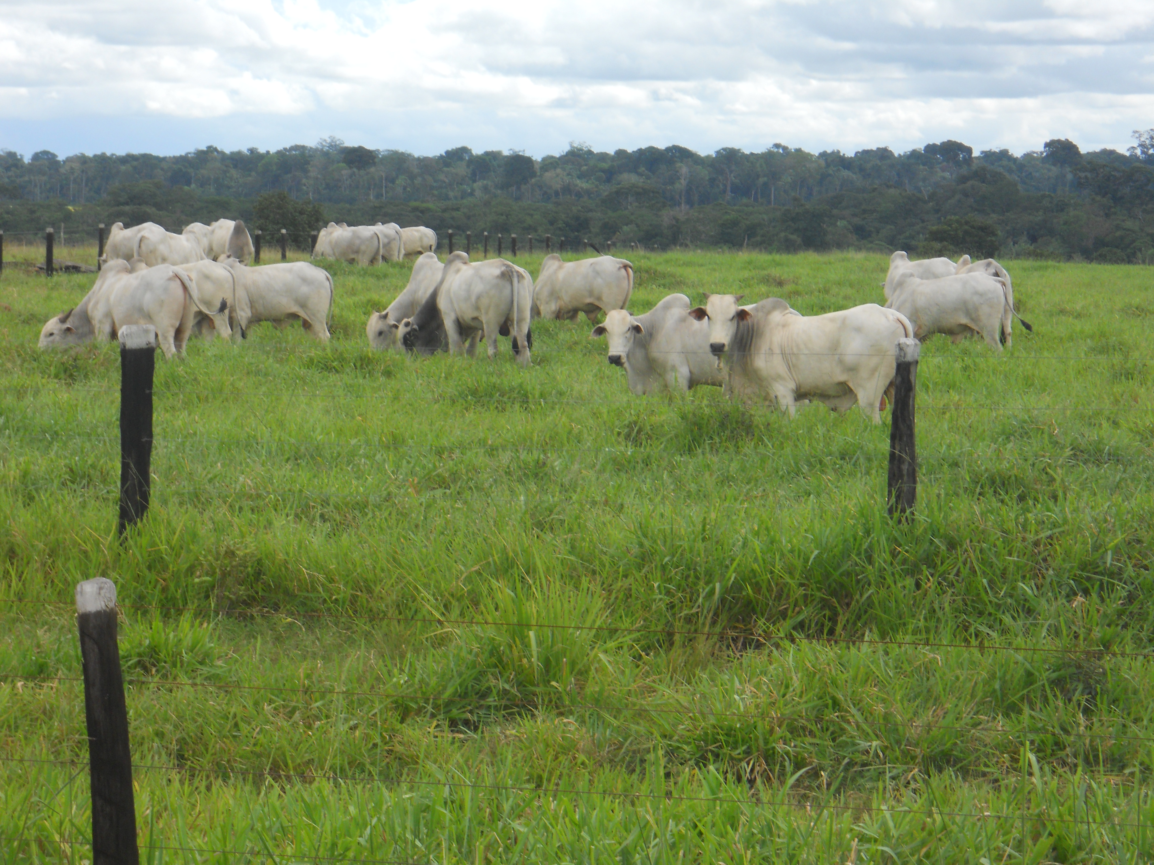 Bulls for sale in central Rondonia, Brazil