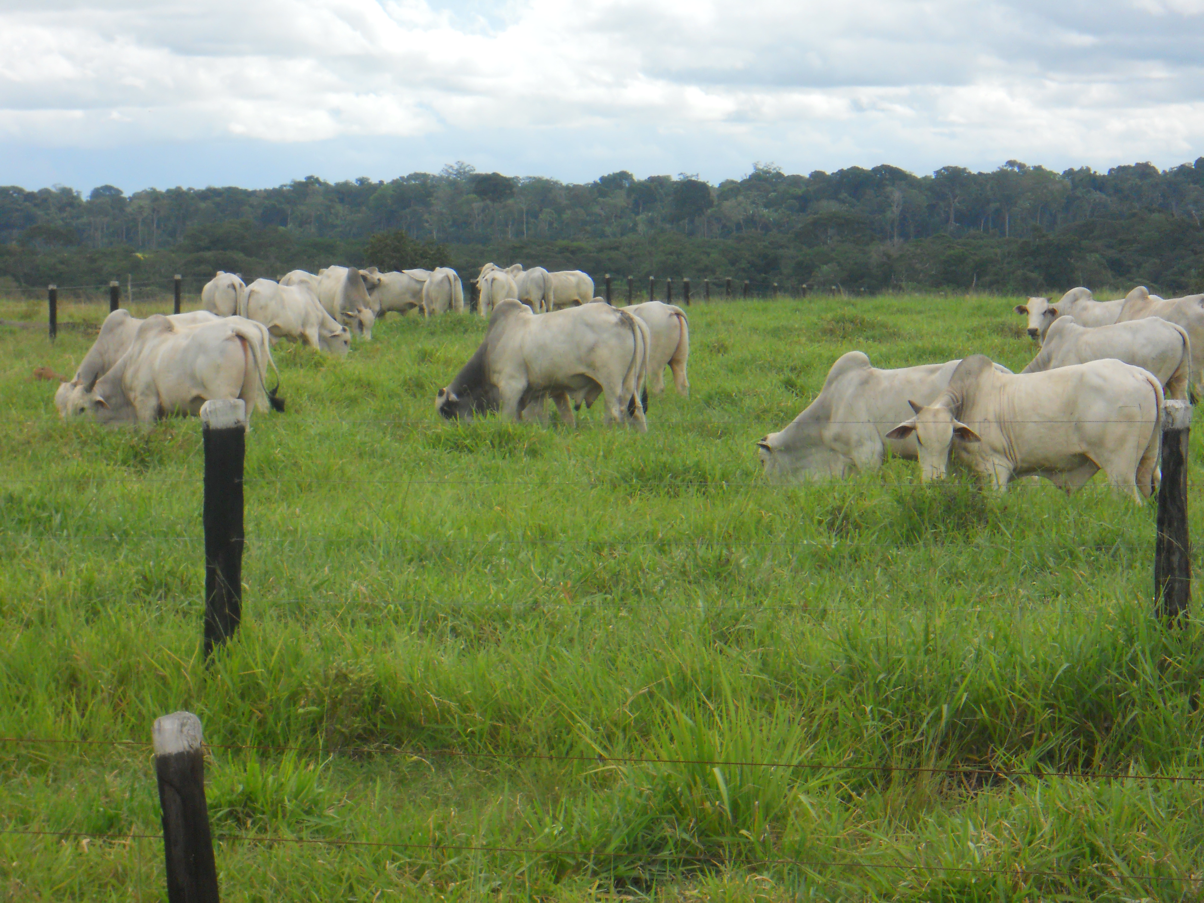 Bulls for sale in central Rondonia, Brazil