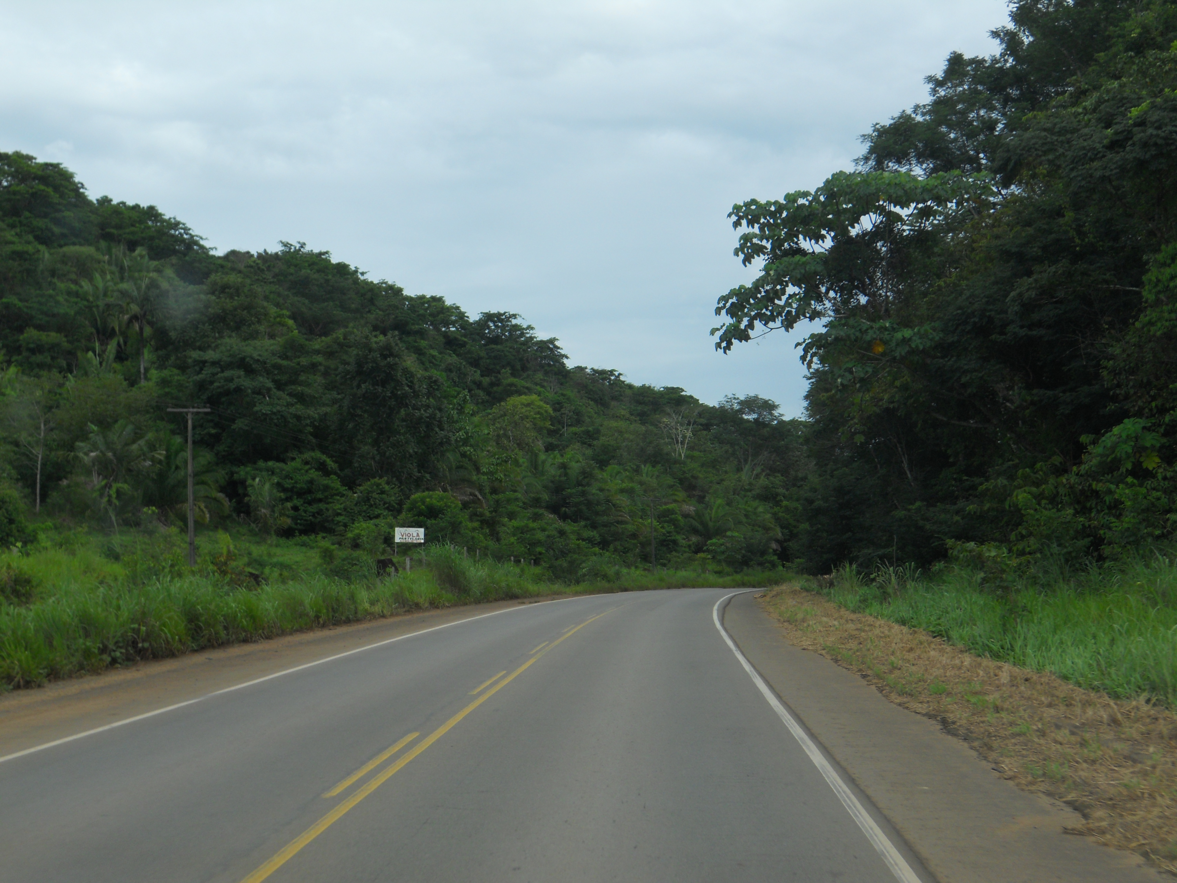 Amazon Rain Forest in central Rondonia, Brazil