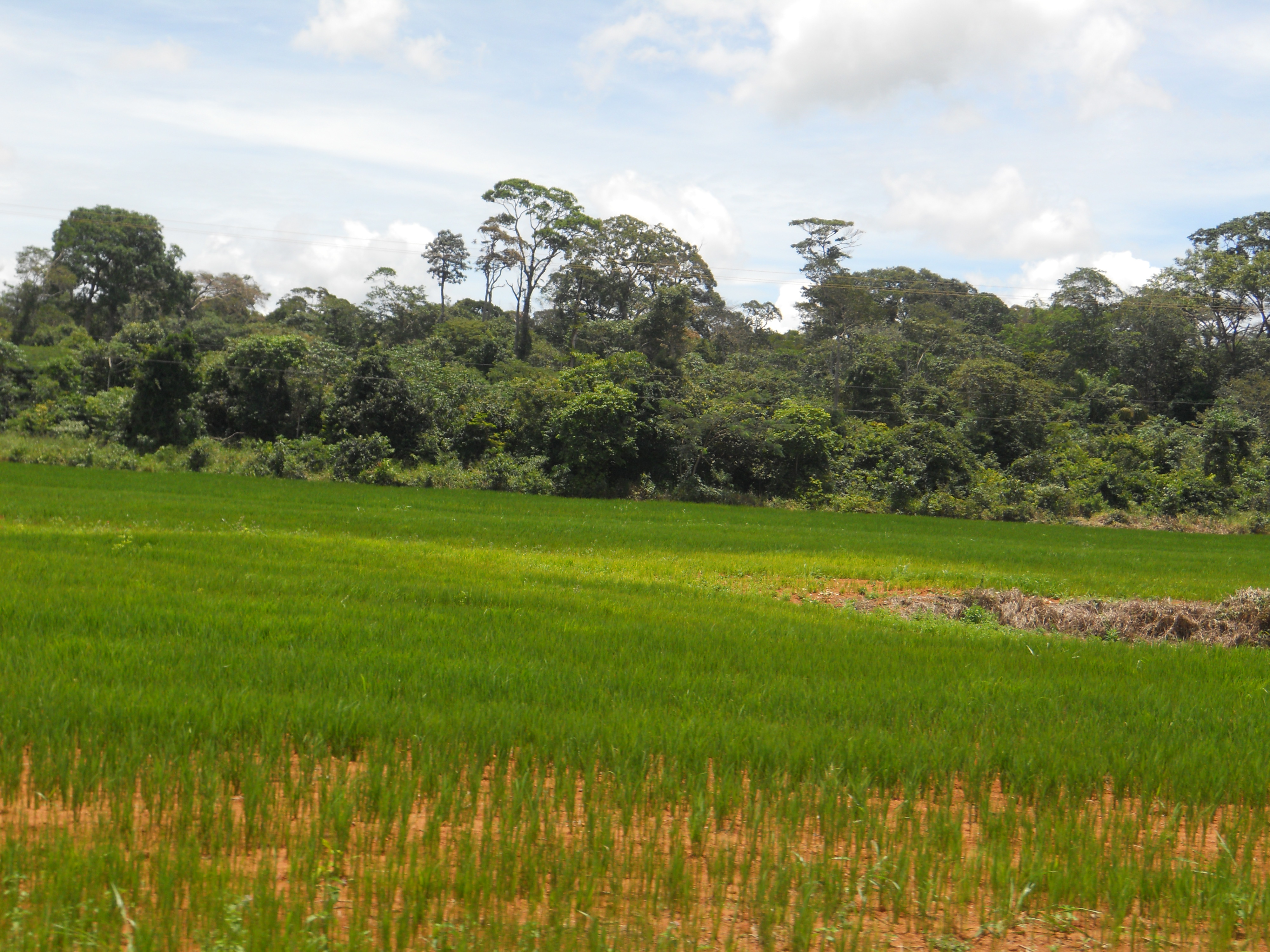 Rice production in northwestern Mato Grosso, Brazil