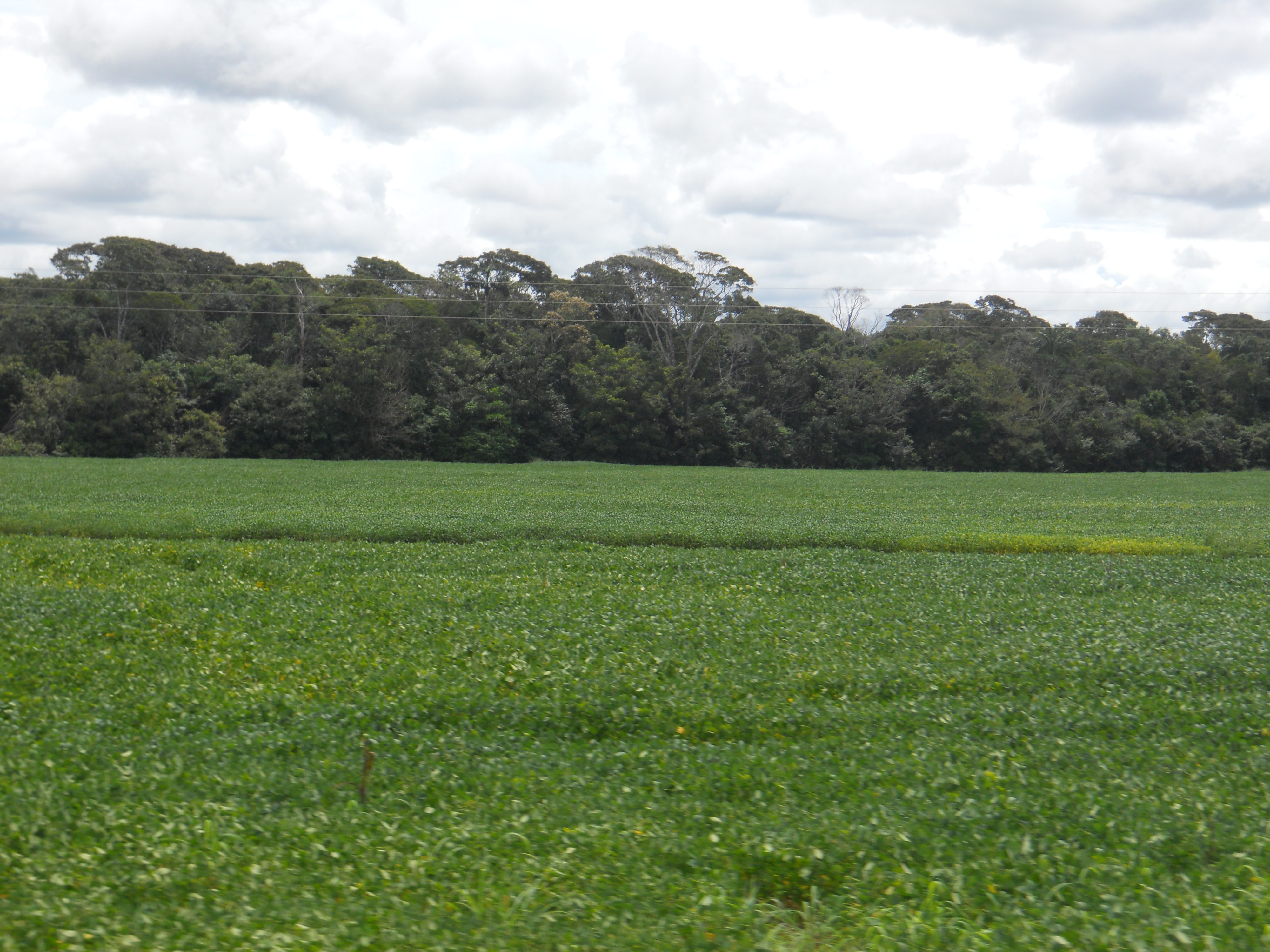 Soybean production in northwestern Mato Grosso, Brazil