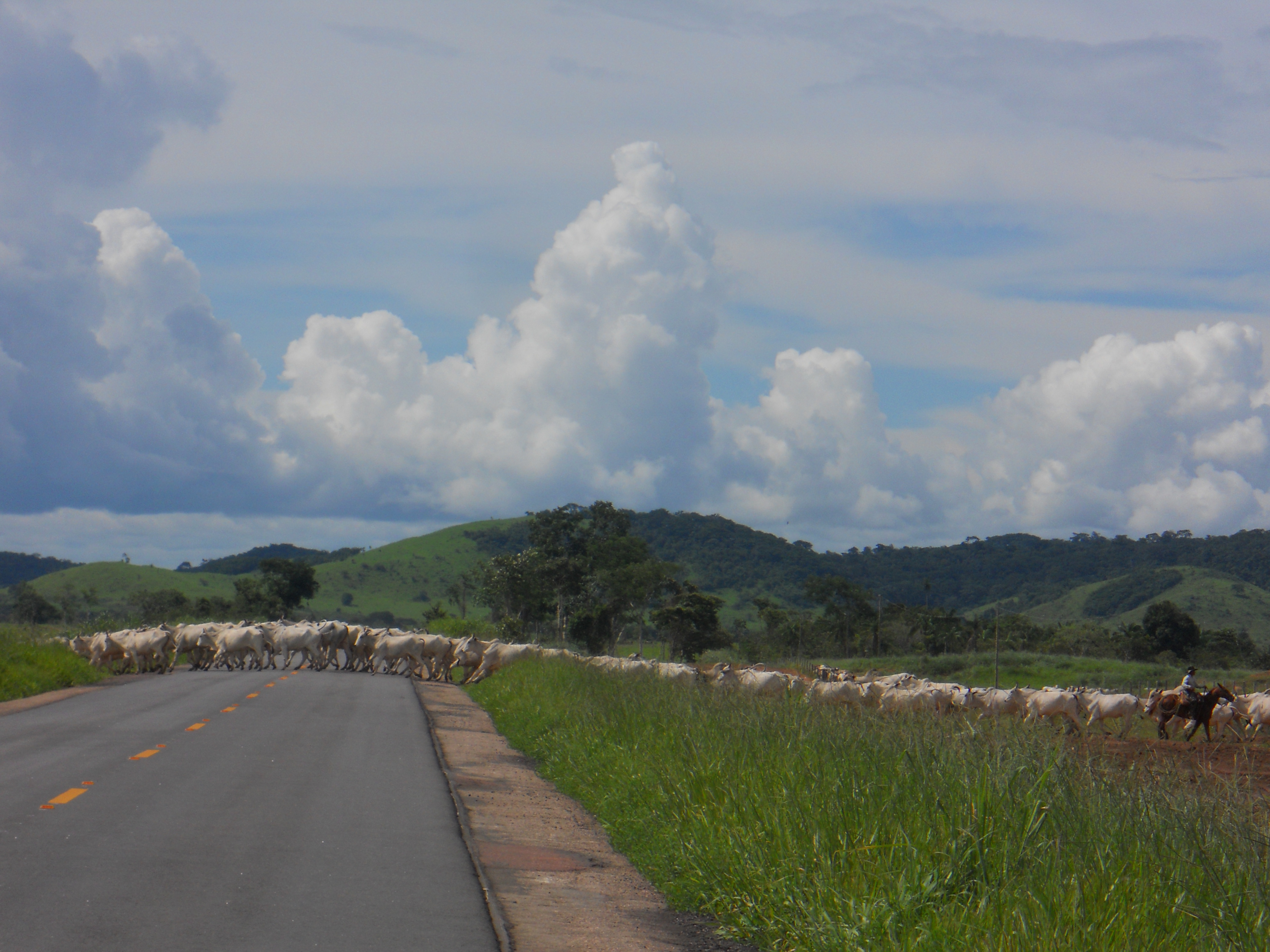 Cattle drive across BR-364 in western Mato Grosso, Brazil
