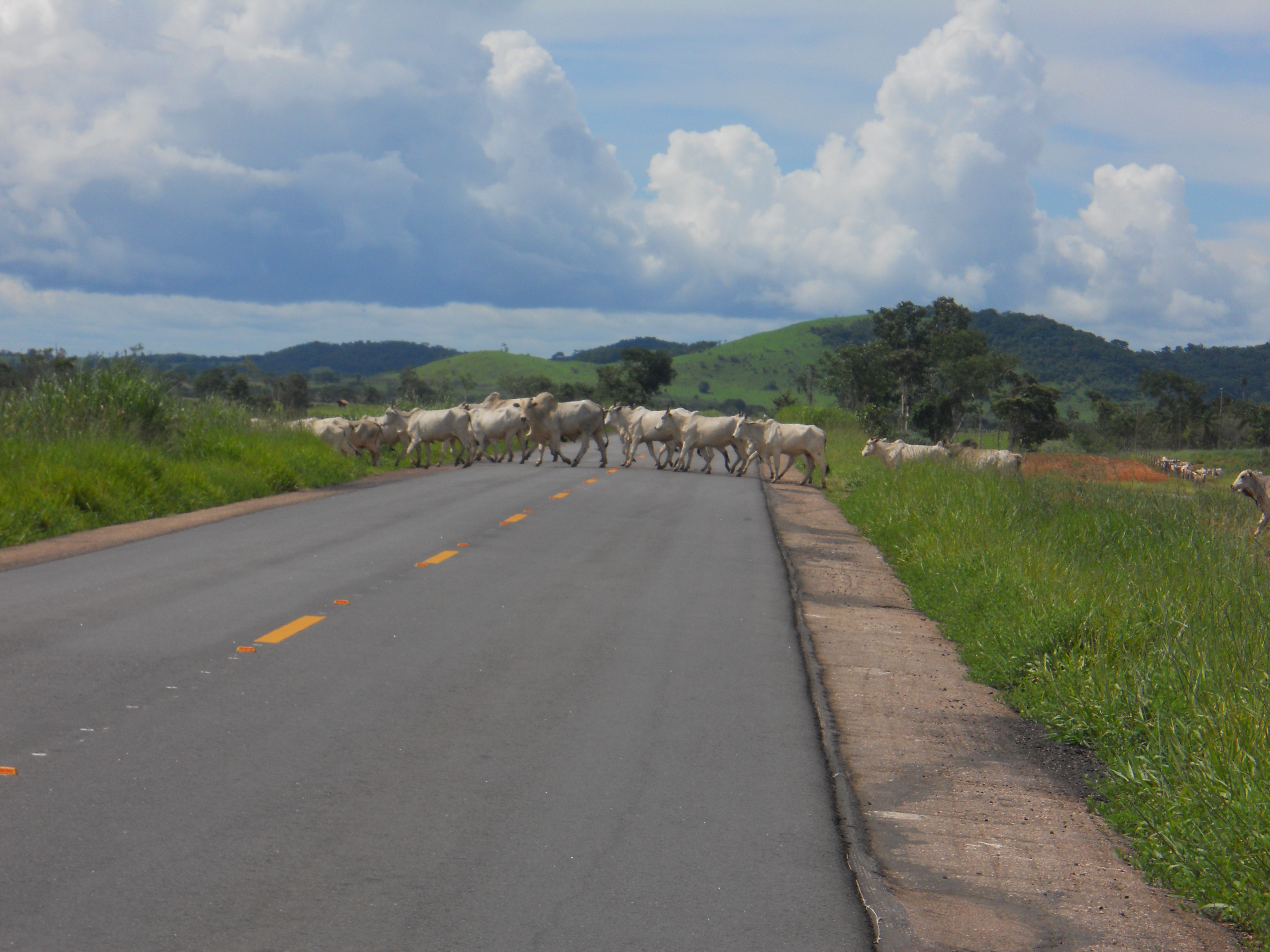 Cattle drive across BR-364 in western Mato Grosso, Brazil