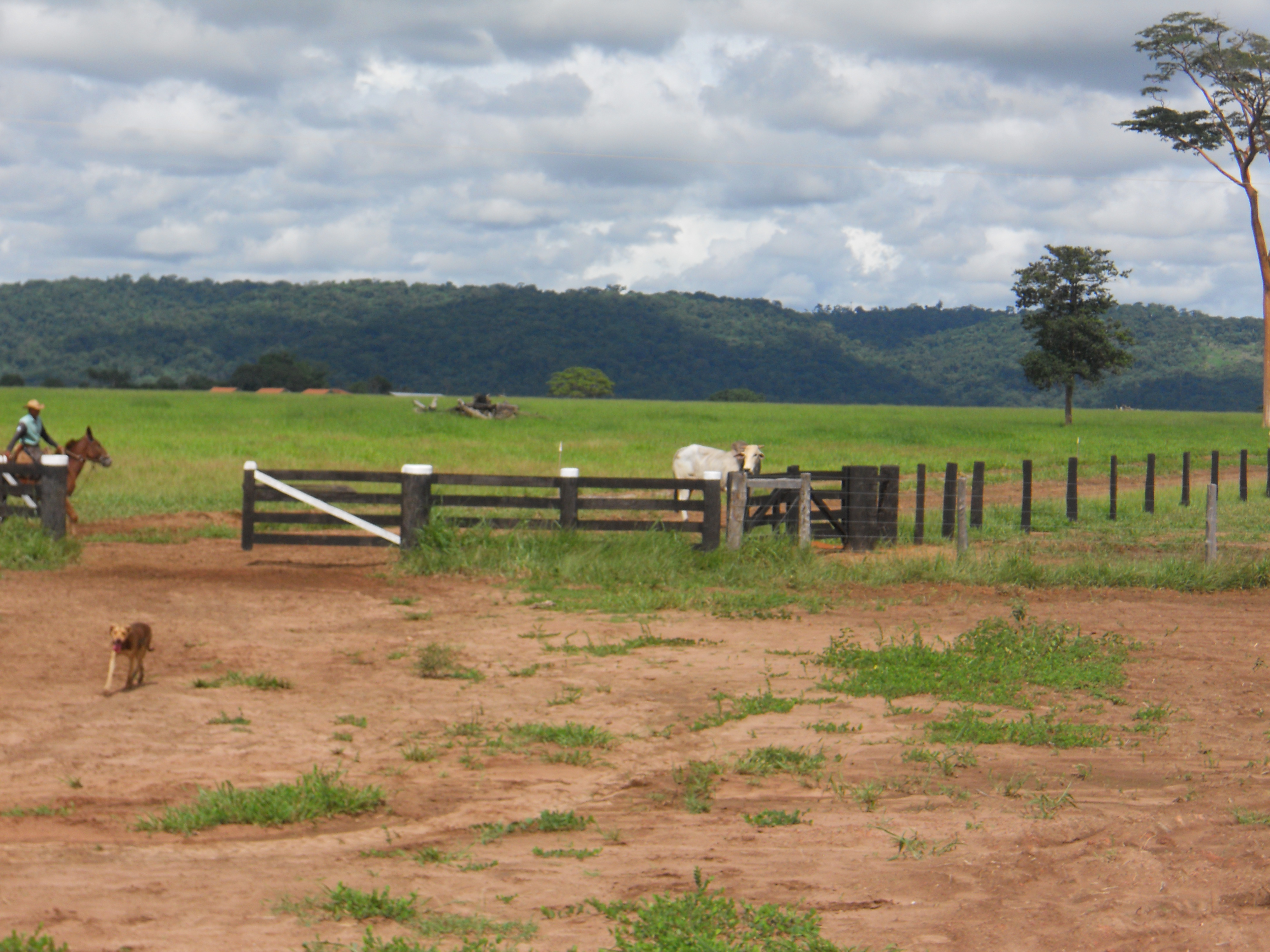 Cattle ranching along BR-364 in western Mato Grosso, Brazil