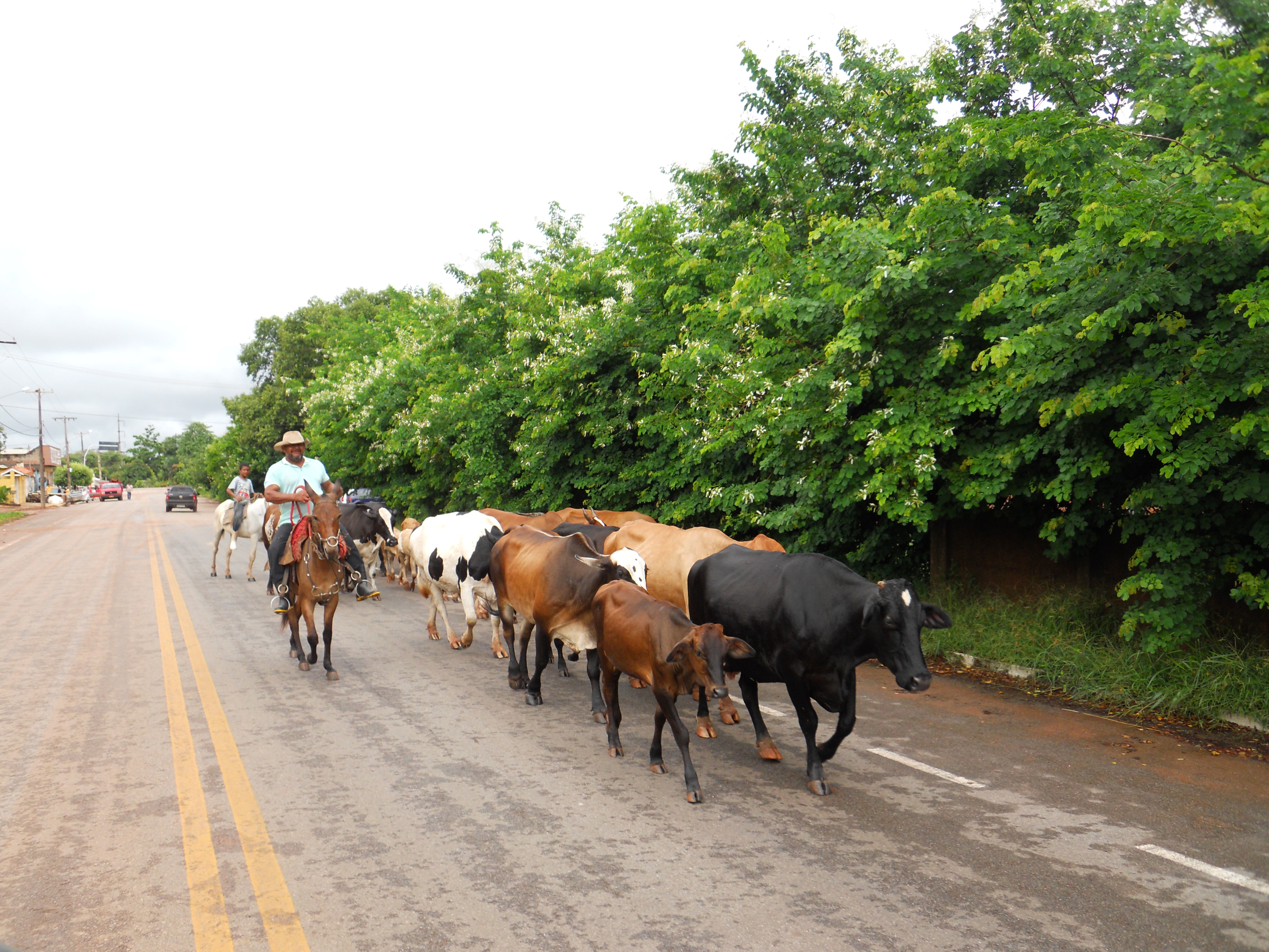 Moving milk cows in Caceres in southwestern Mato Grosso, Brazil