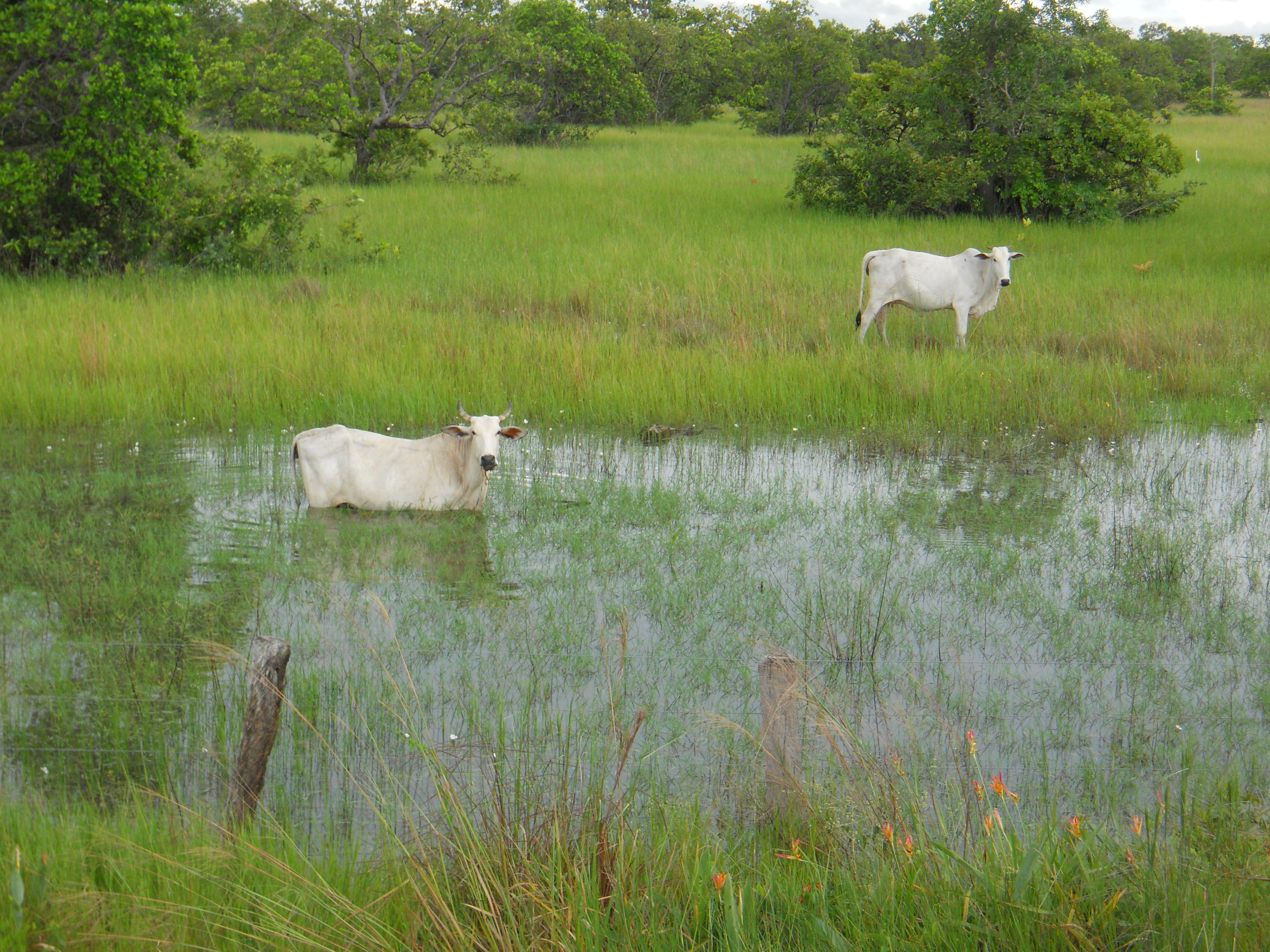 Cattle grazing during the rainy season in the Pantanal in southern Mato Grosso, Brazil