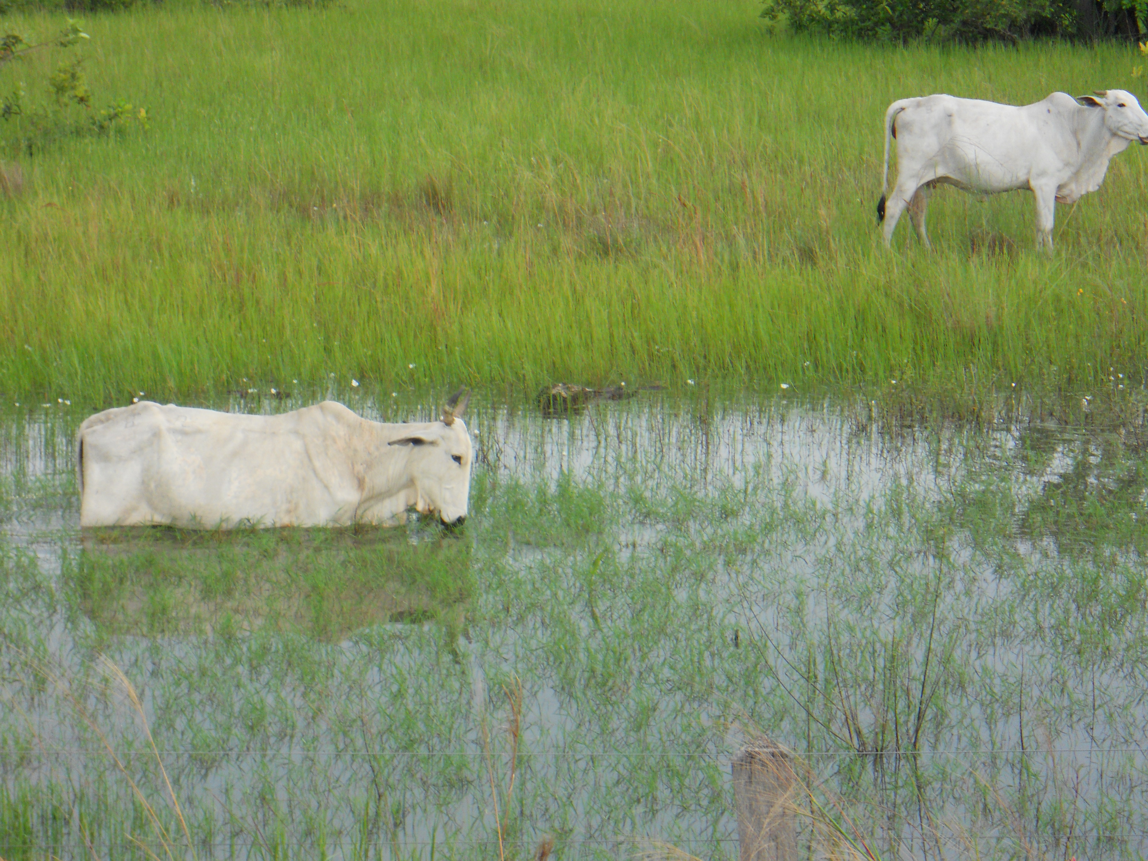 Cattle grazing during the rainy season in the Pantanal in southern Mato Grosso, Brazil