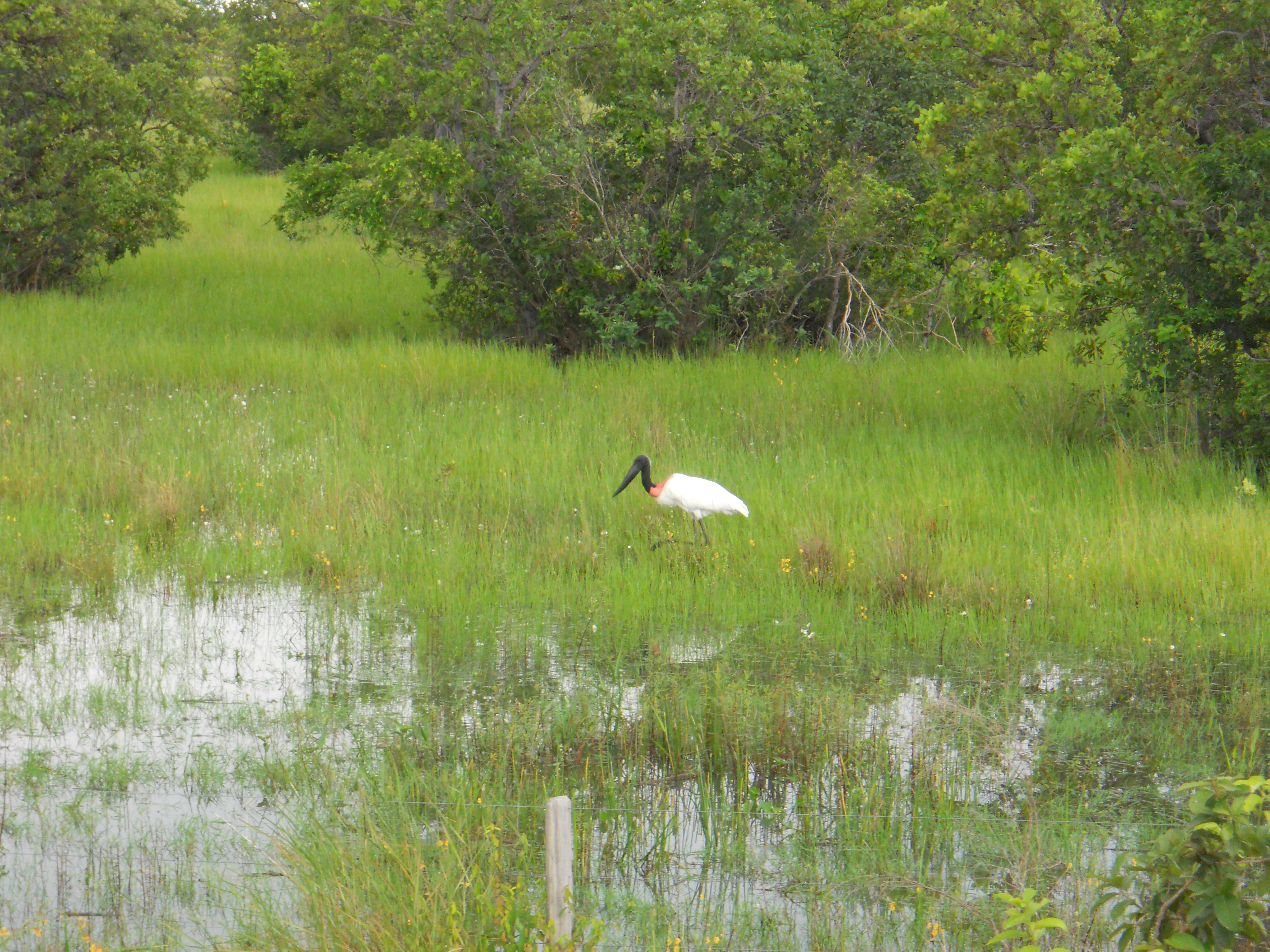 Jabiru stork in the Pantanal in southern Mato Grosso, Brazil