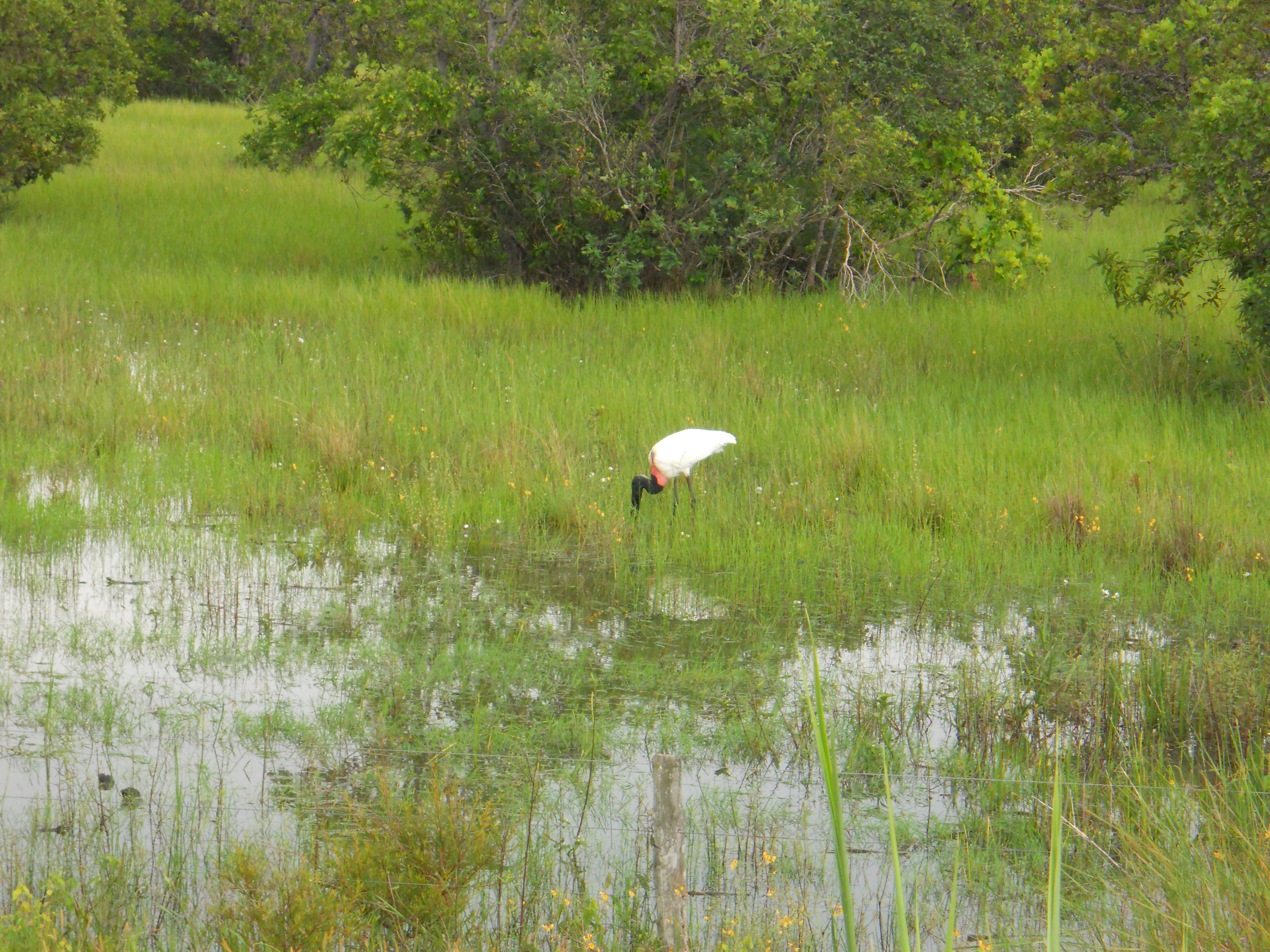 Jabiru stork in the Pantanal in southern Mato Grosso, Brazil