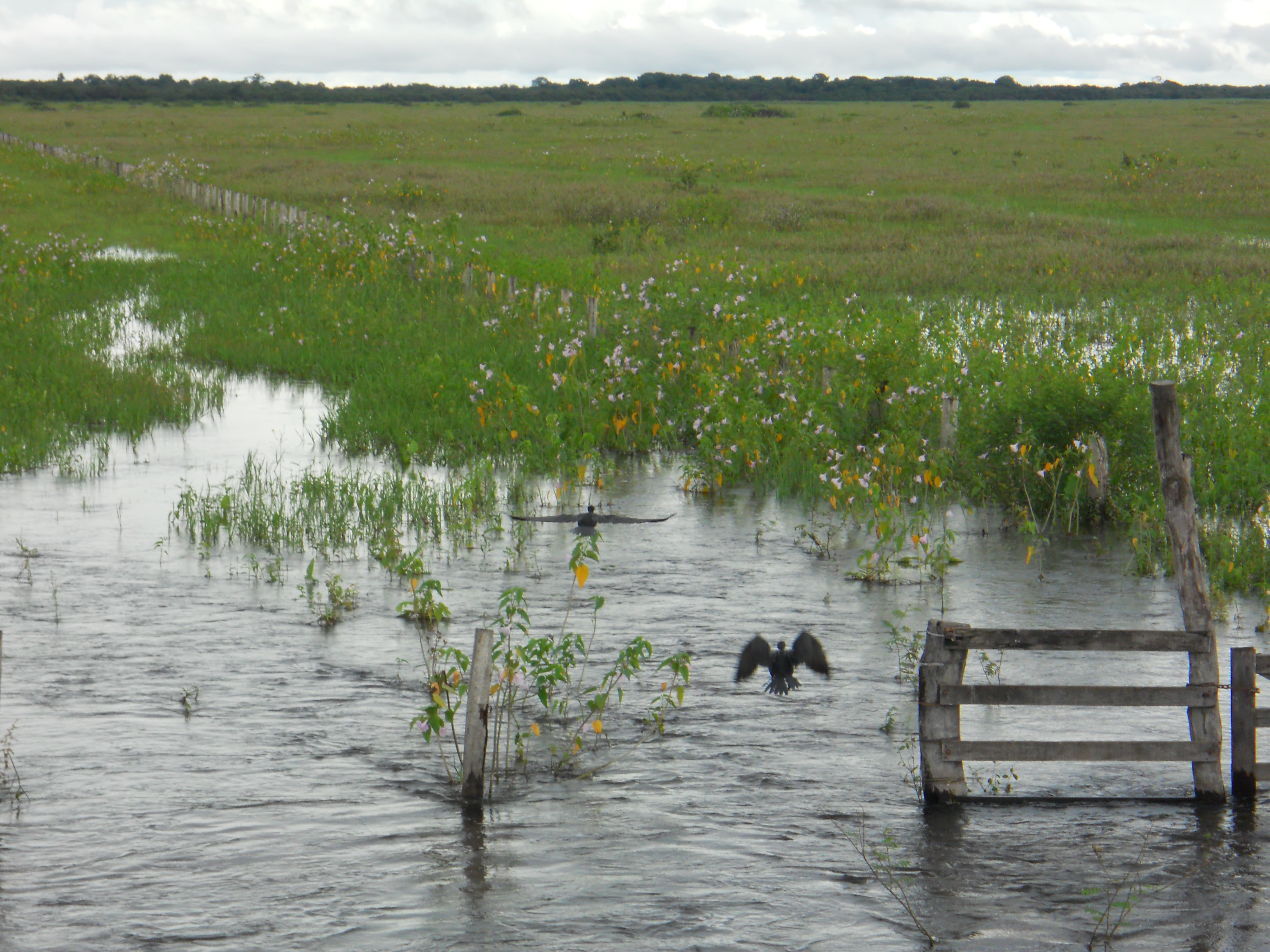 Wildlife during the rainy season in the Pantanal in southern Mato Grosso, Brazil