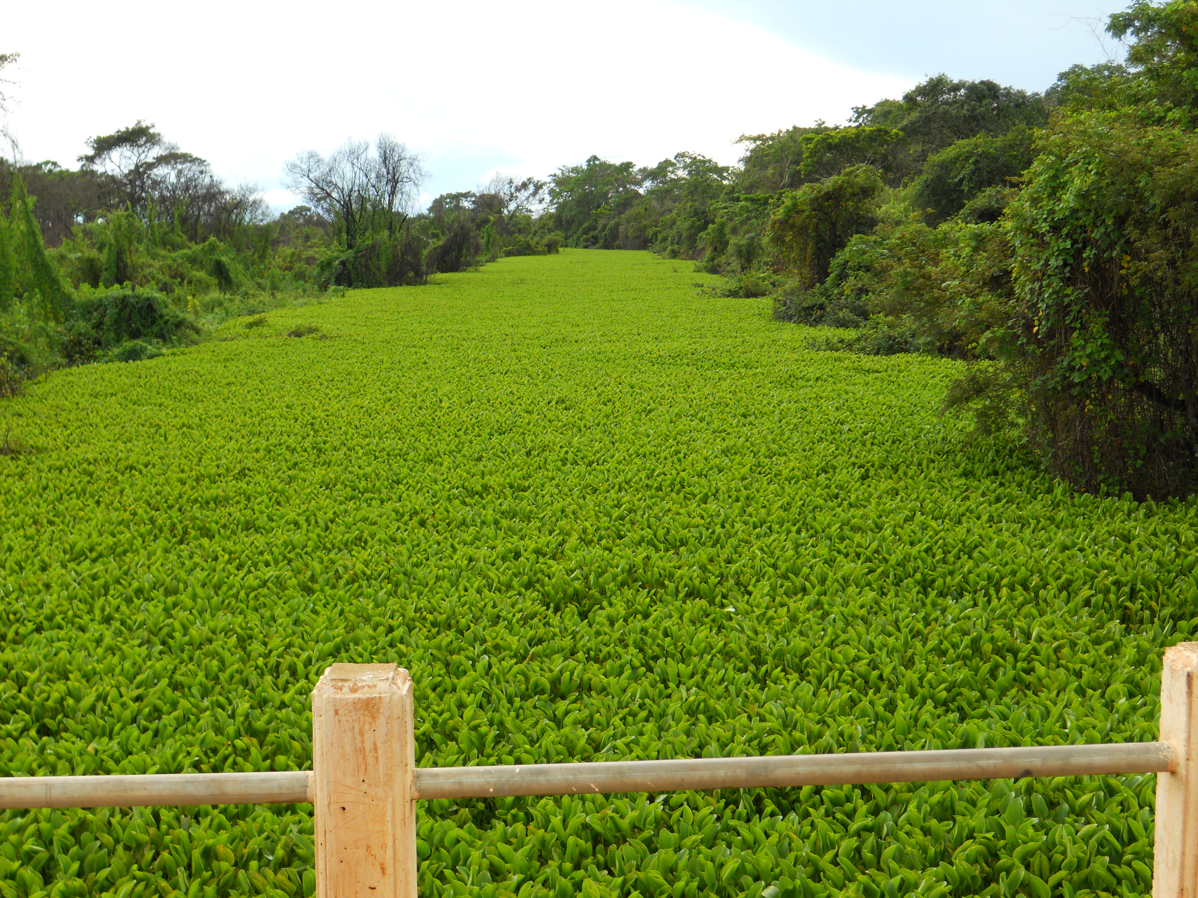 Clogged waterway during the rainy season in the Pantanal in southern Mato Grosso, Brazil