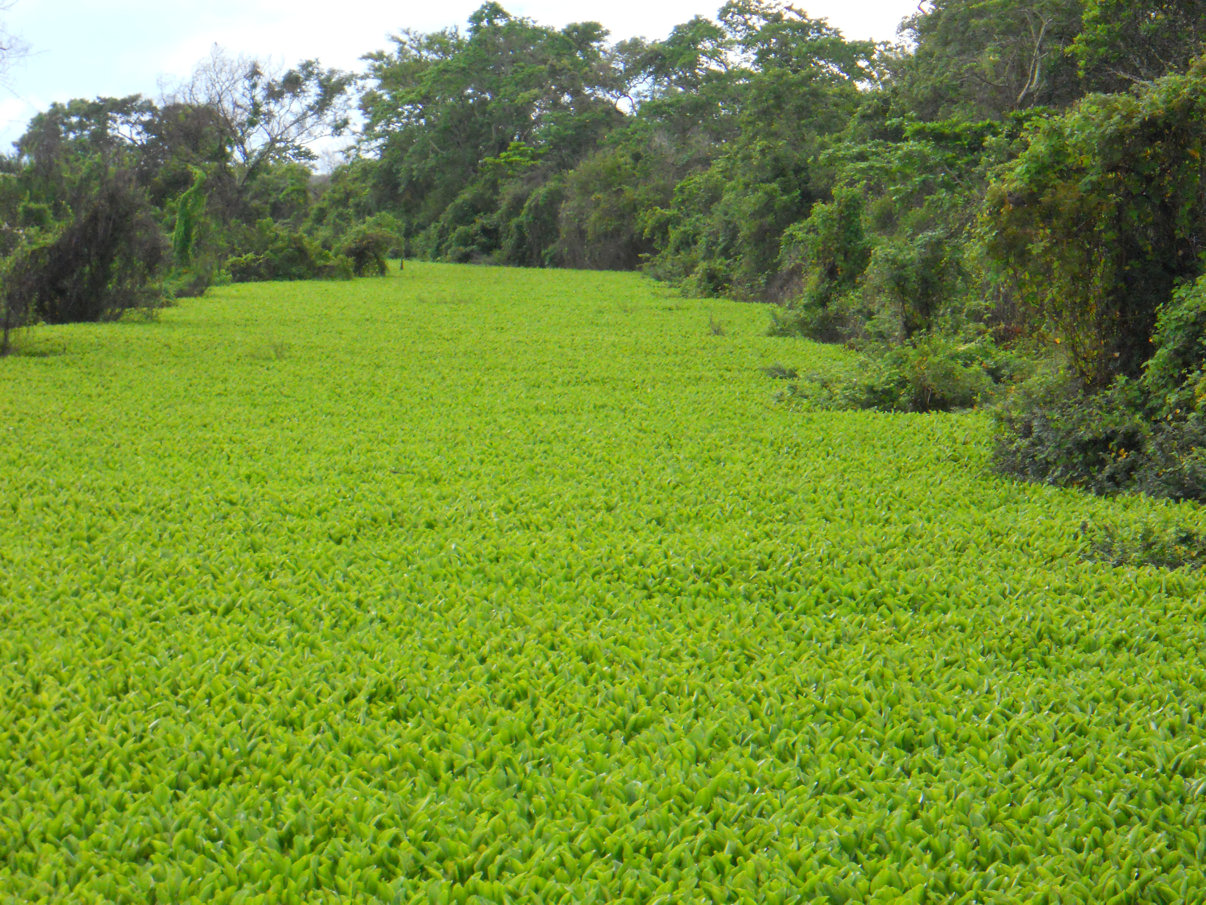 Clogged waterway during the rainy season in the Pantanal in southern Mato Grosso, Brazil