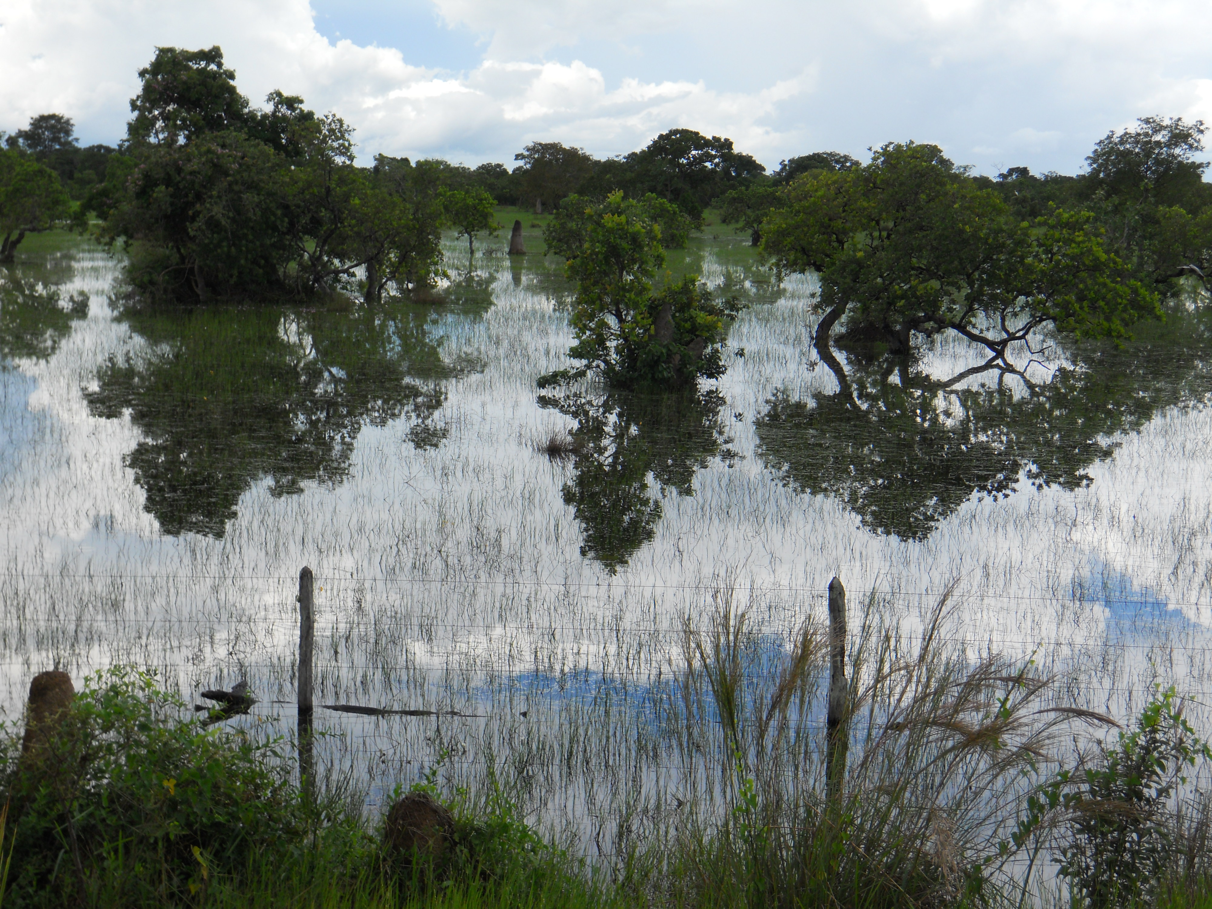 Watery pastures during the rainy season in the Pantanal in southern Mato Grosso, Brazil