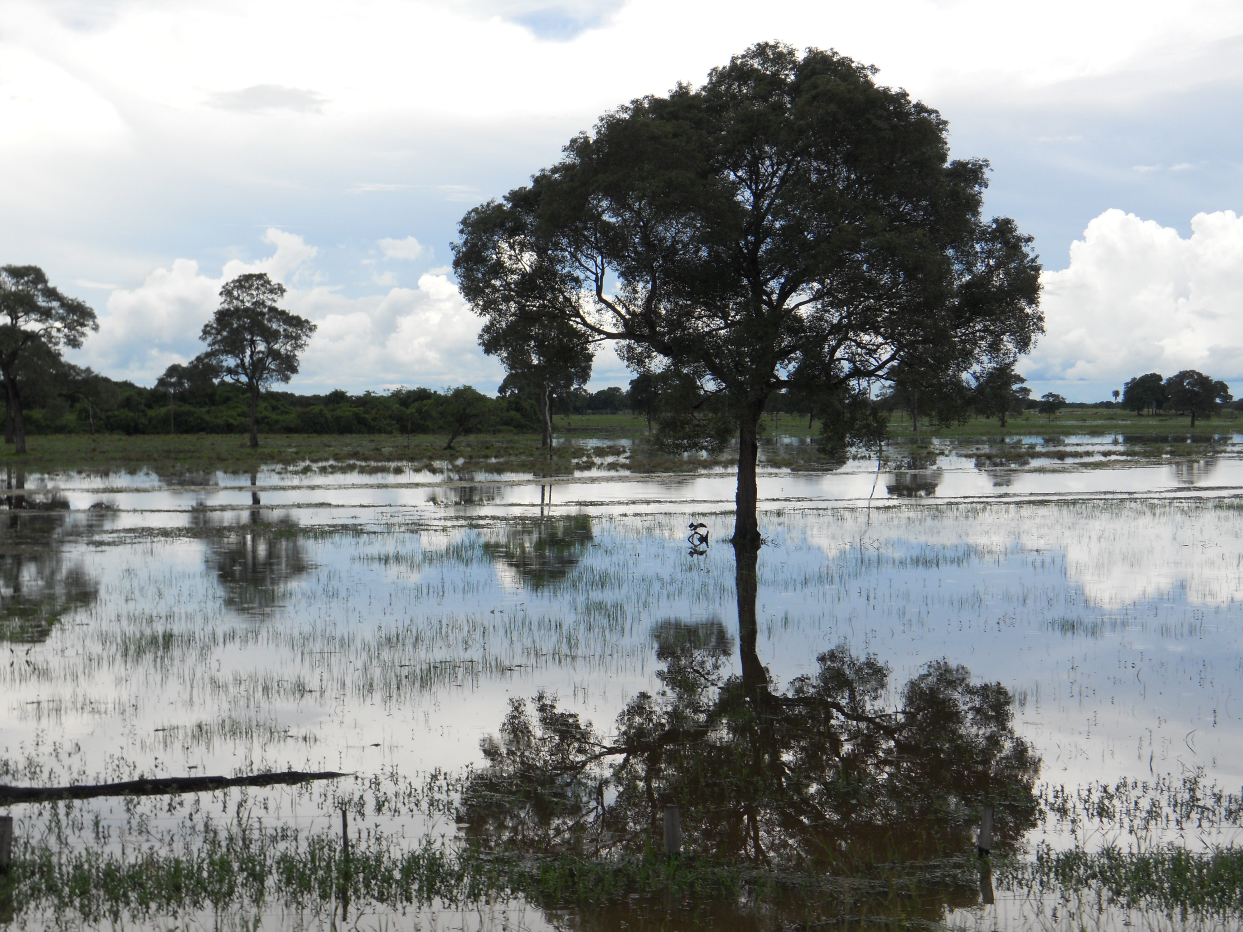 Watery pastures during the rainy season in the Pantanal in southern Mato Grosso, Brazil