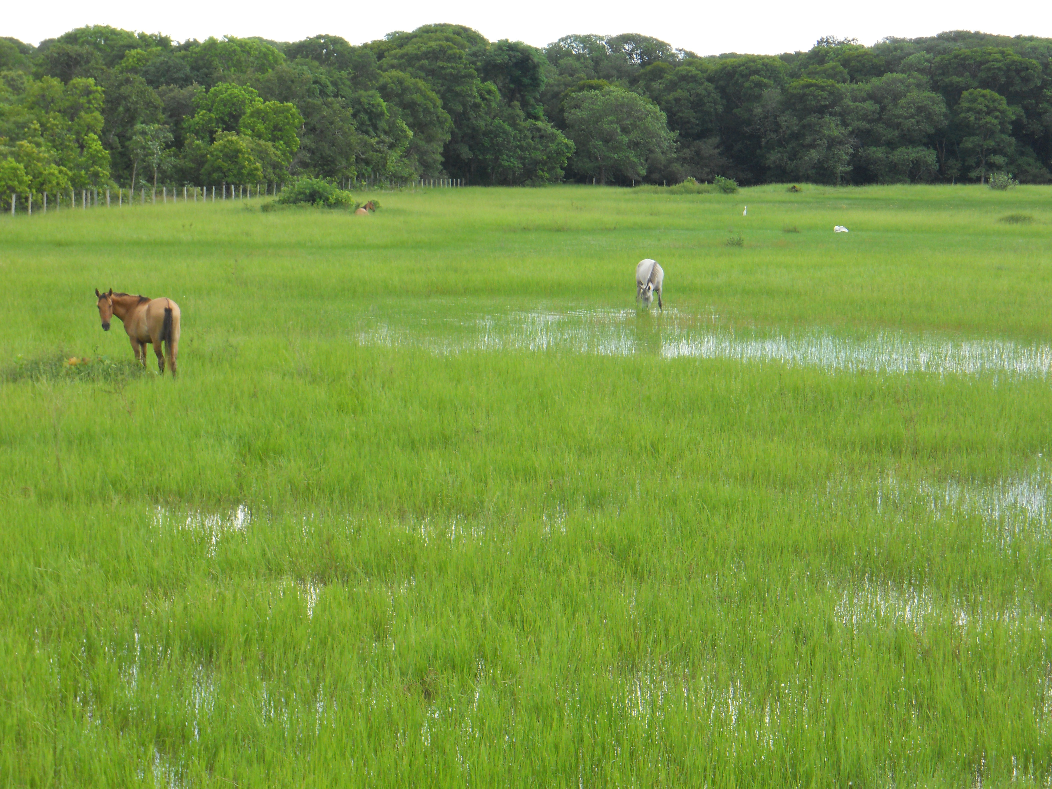 Horses grazing during the rainy season in the Pantanal in southern Mato Grosso, Brazil