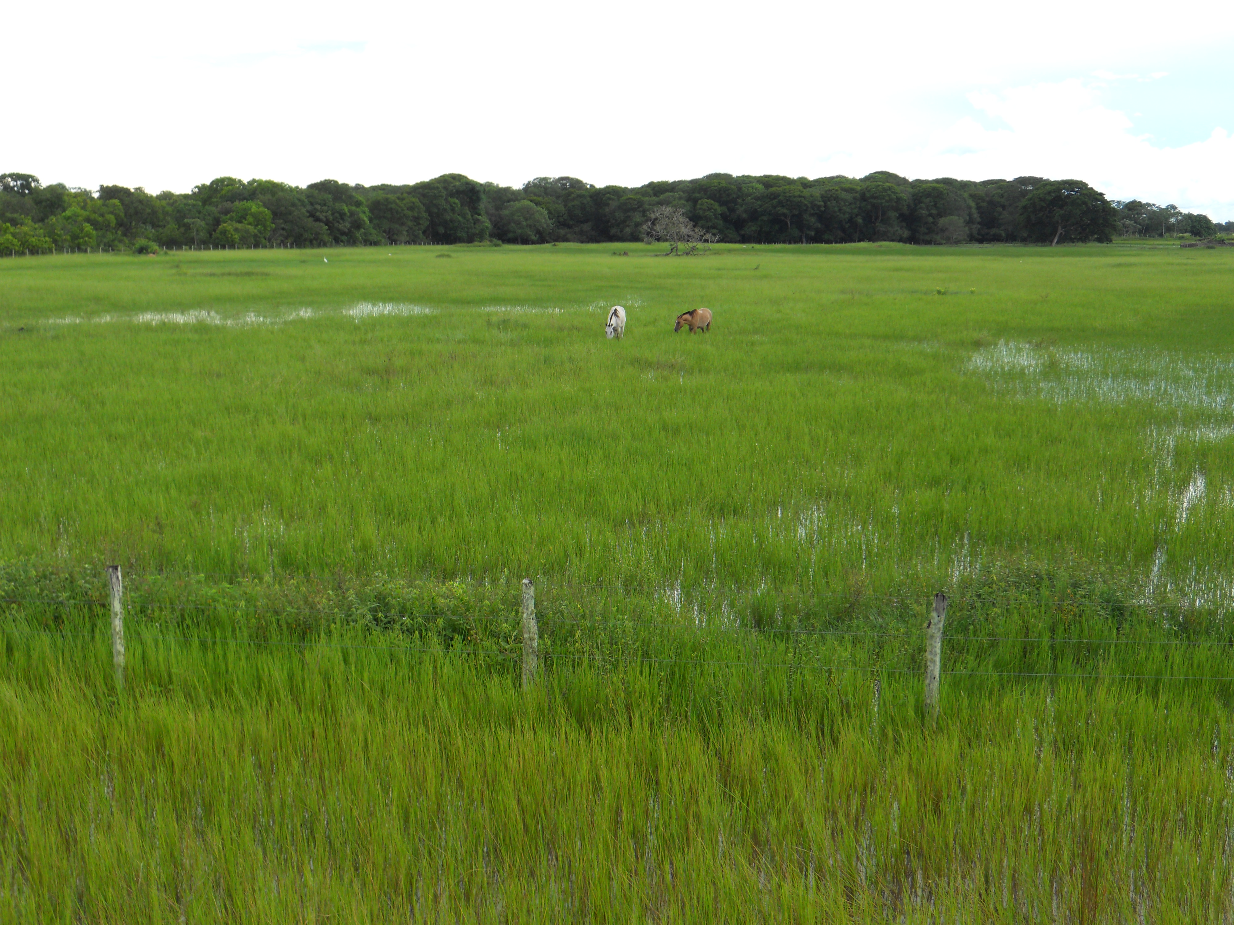 Horses grazing during the rainy season in the Pantanal in southern Mato Grosso, Brazil