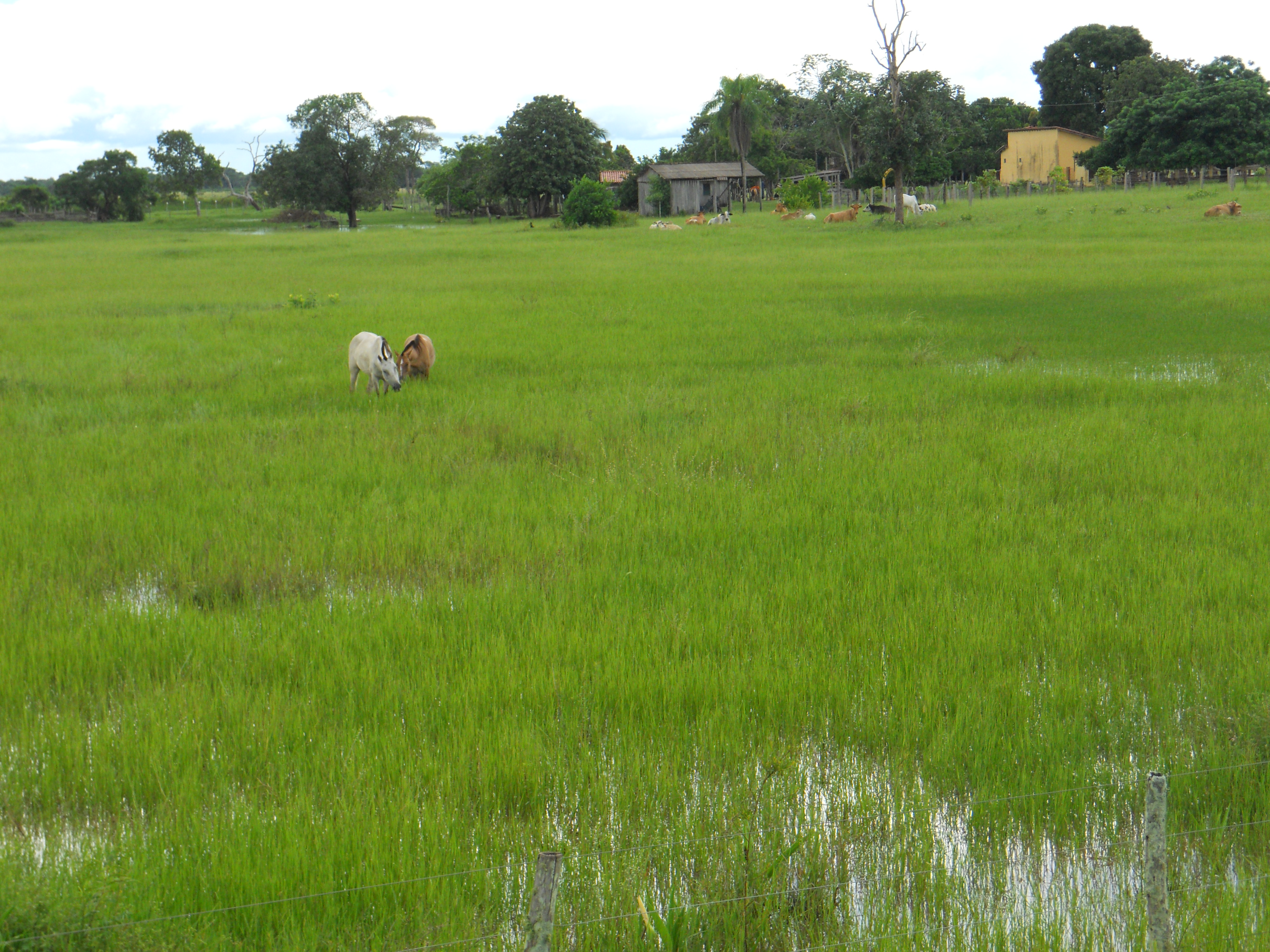 Horses grazing during the rainy season in the Pantanal in southern Mato Grosso, Brazil