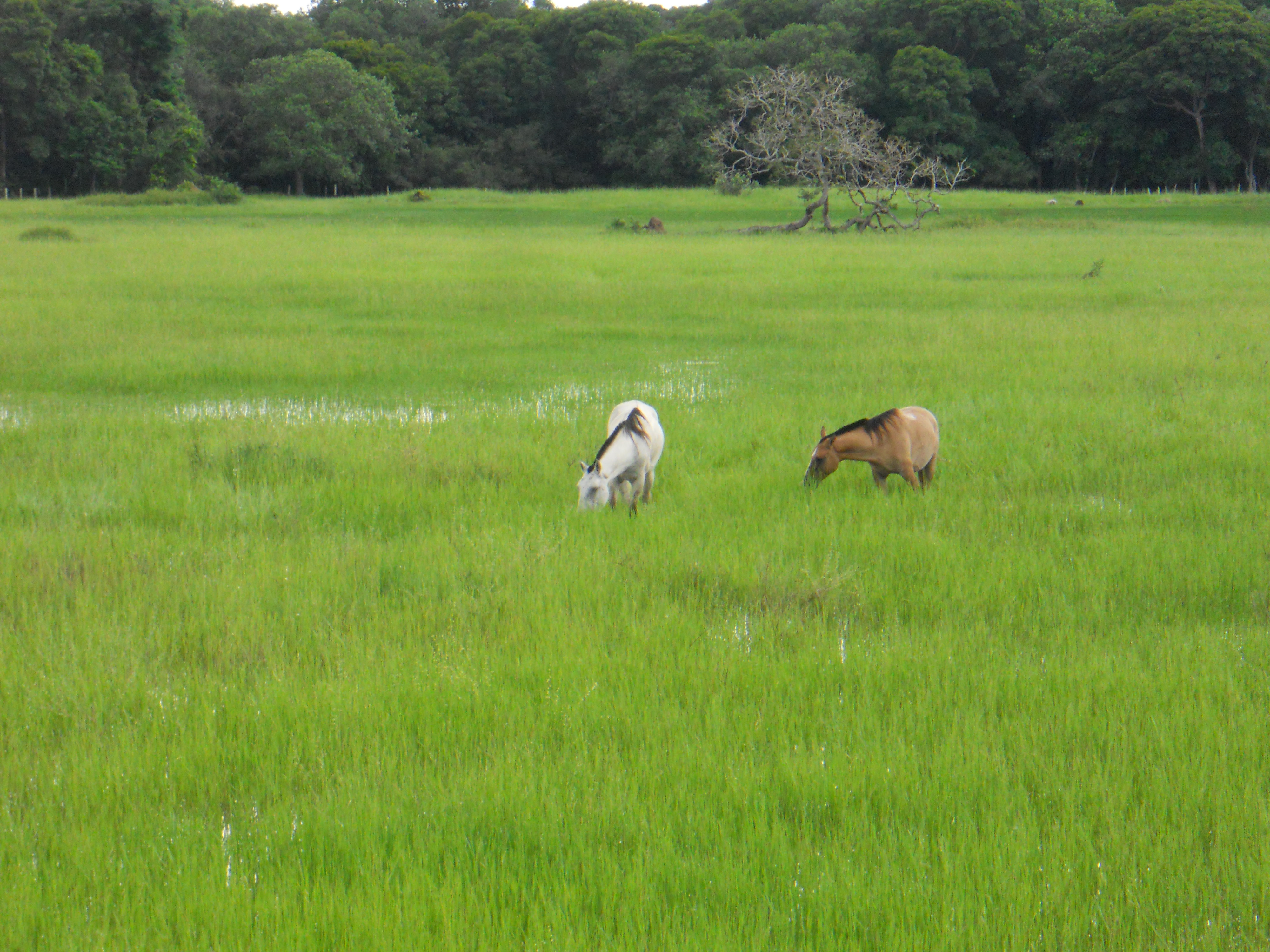 Horses grazing during the rainy season in the Pantanal in southern Mato Grosso, Brazil